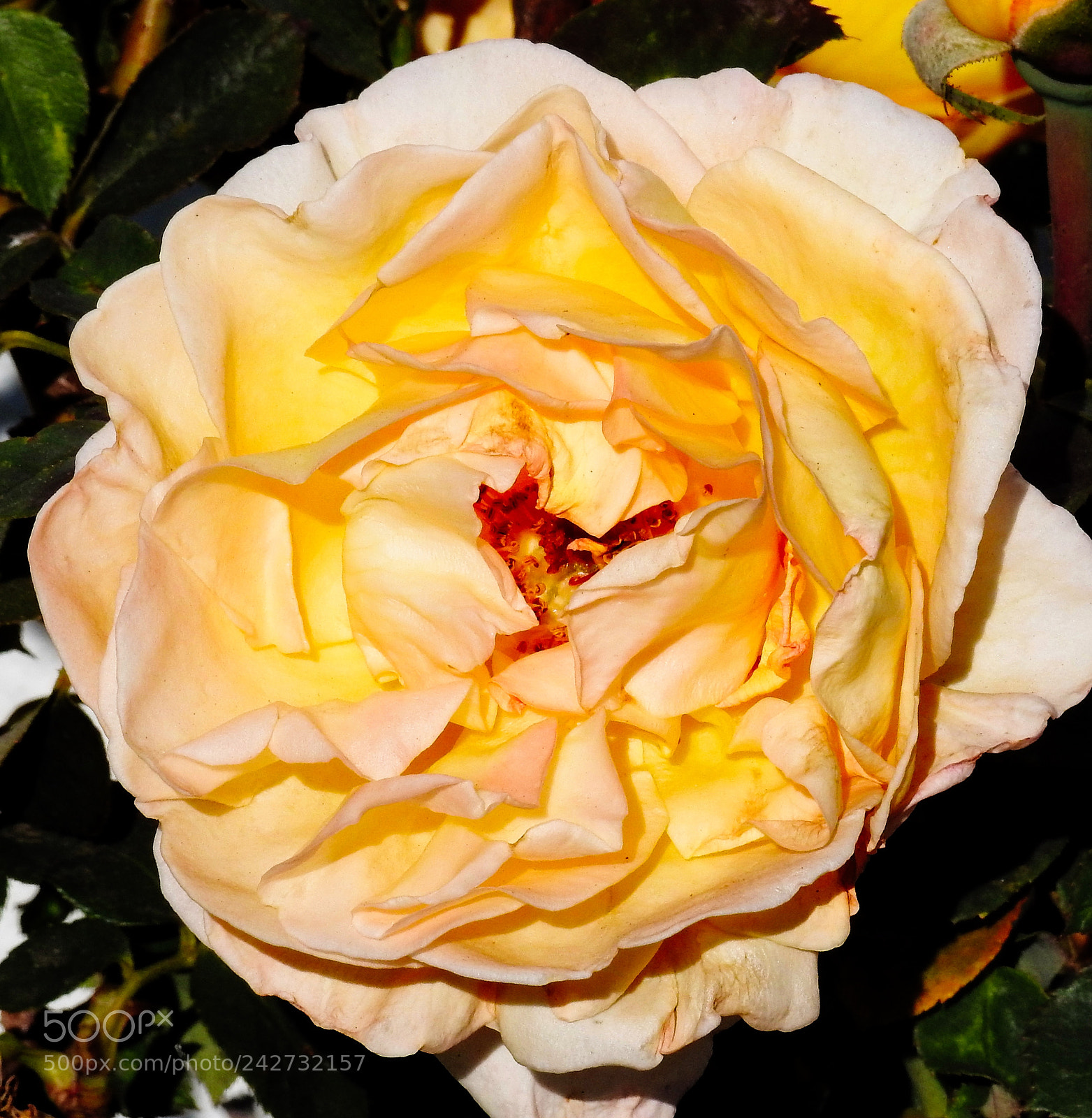 Nikon Coolpix P900 sample photo. Gold rose photography