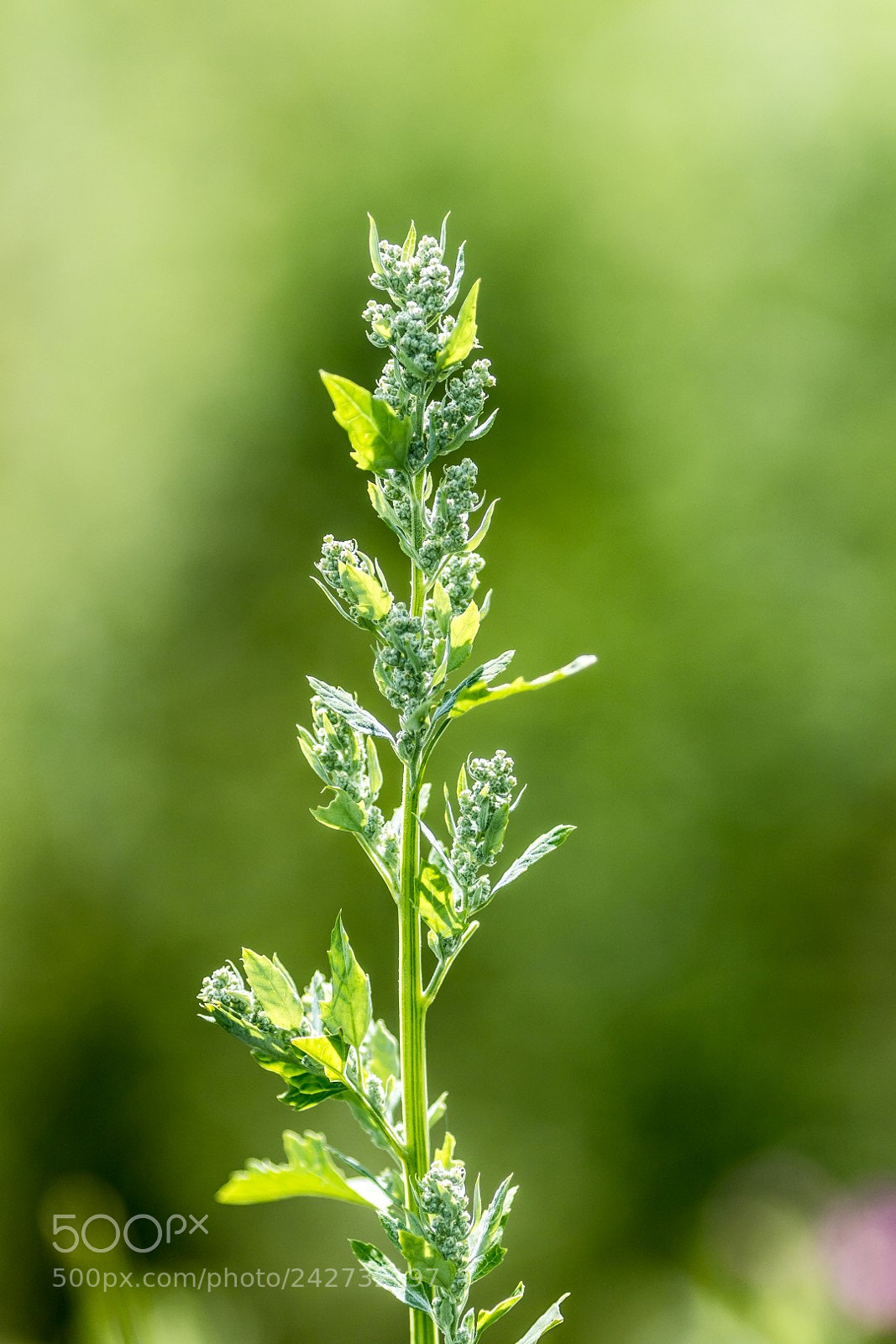Canon EOS 7D Mark II sample photo. Chenopodium album is delicious photography