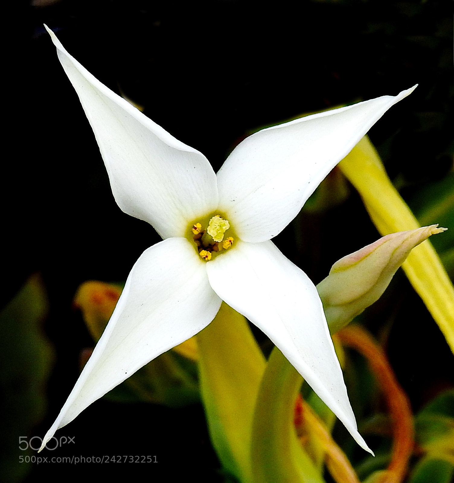 Nikon Coolpix P900 sample photo. White star flower photography