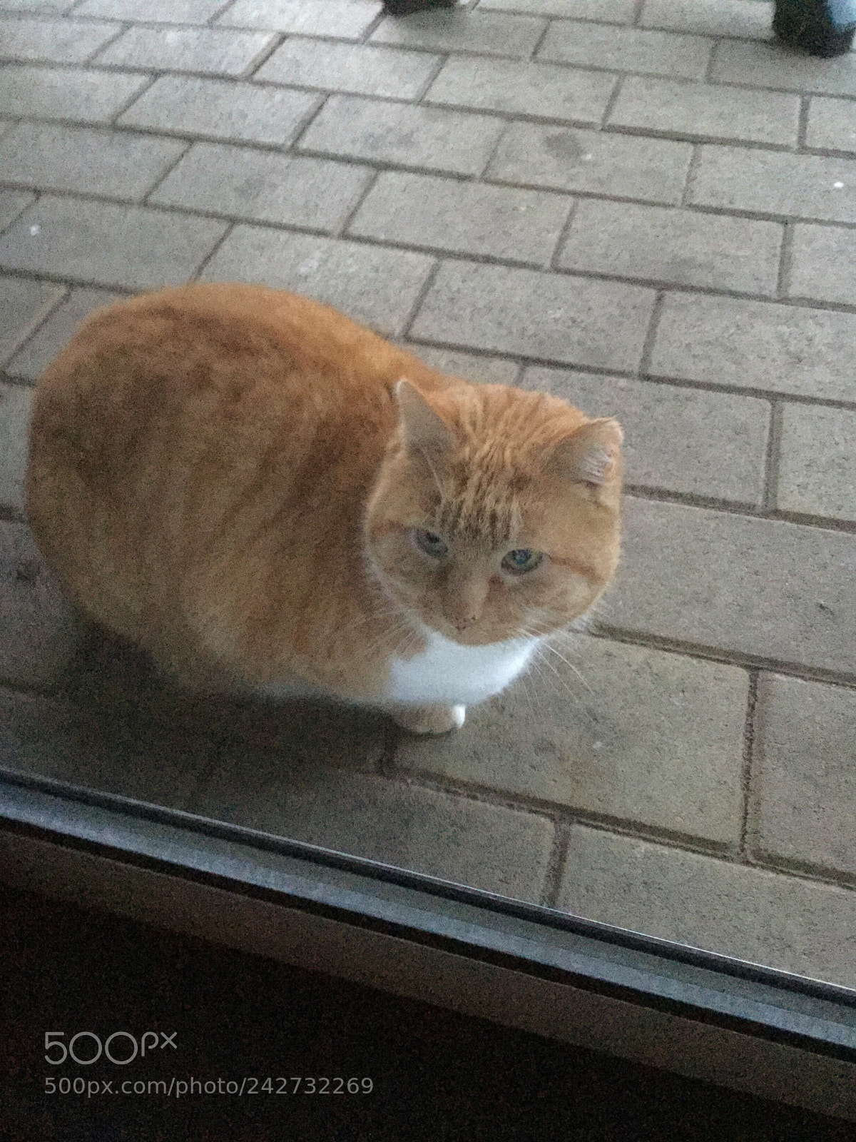 Apple iPad Air 2 sample photo. Ons vriendje op de photography