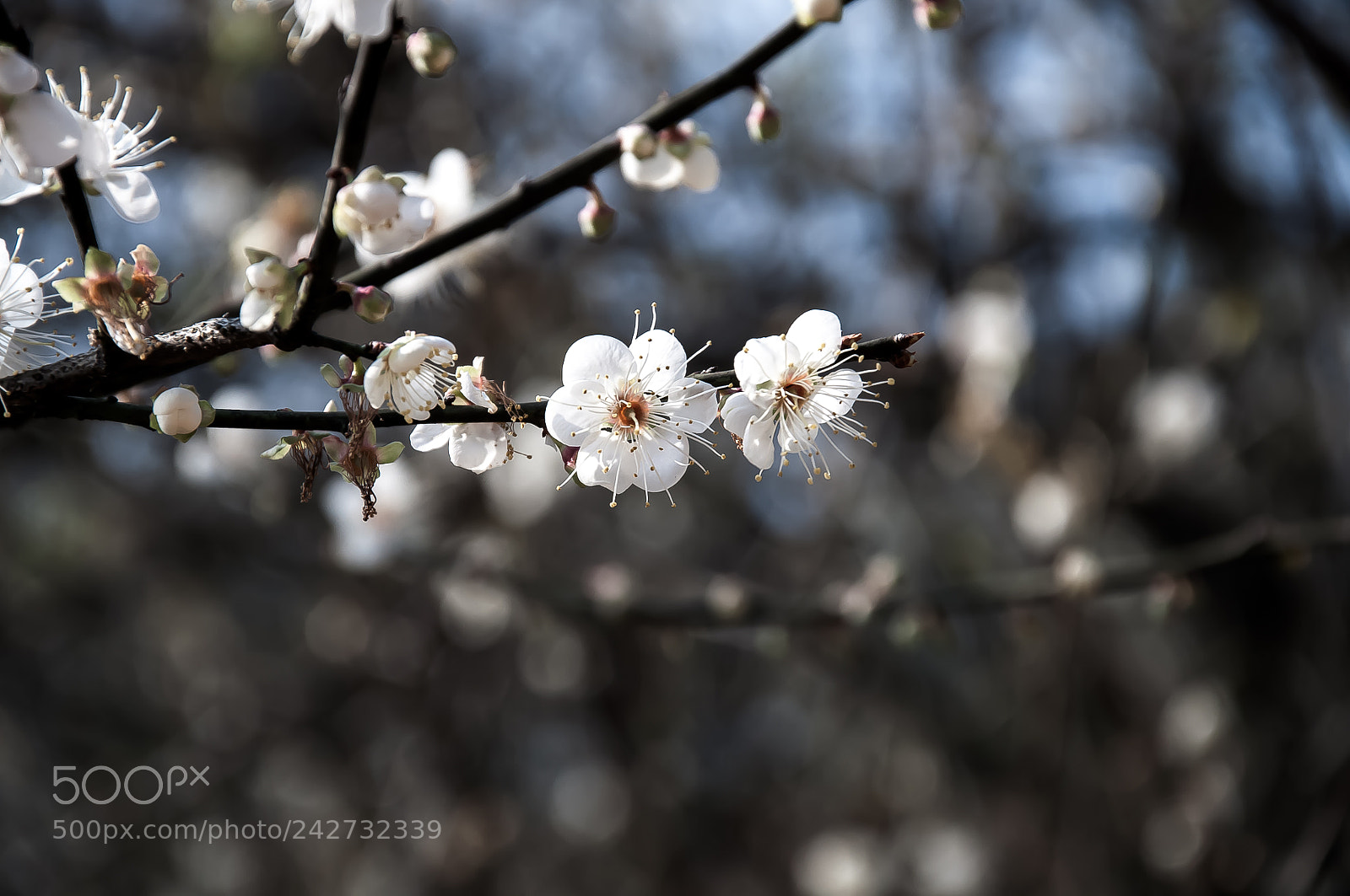 Nikon D90 sample photo. Green plum flowers photography