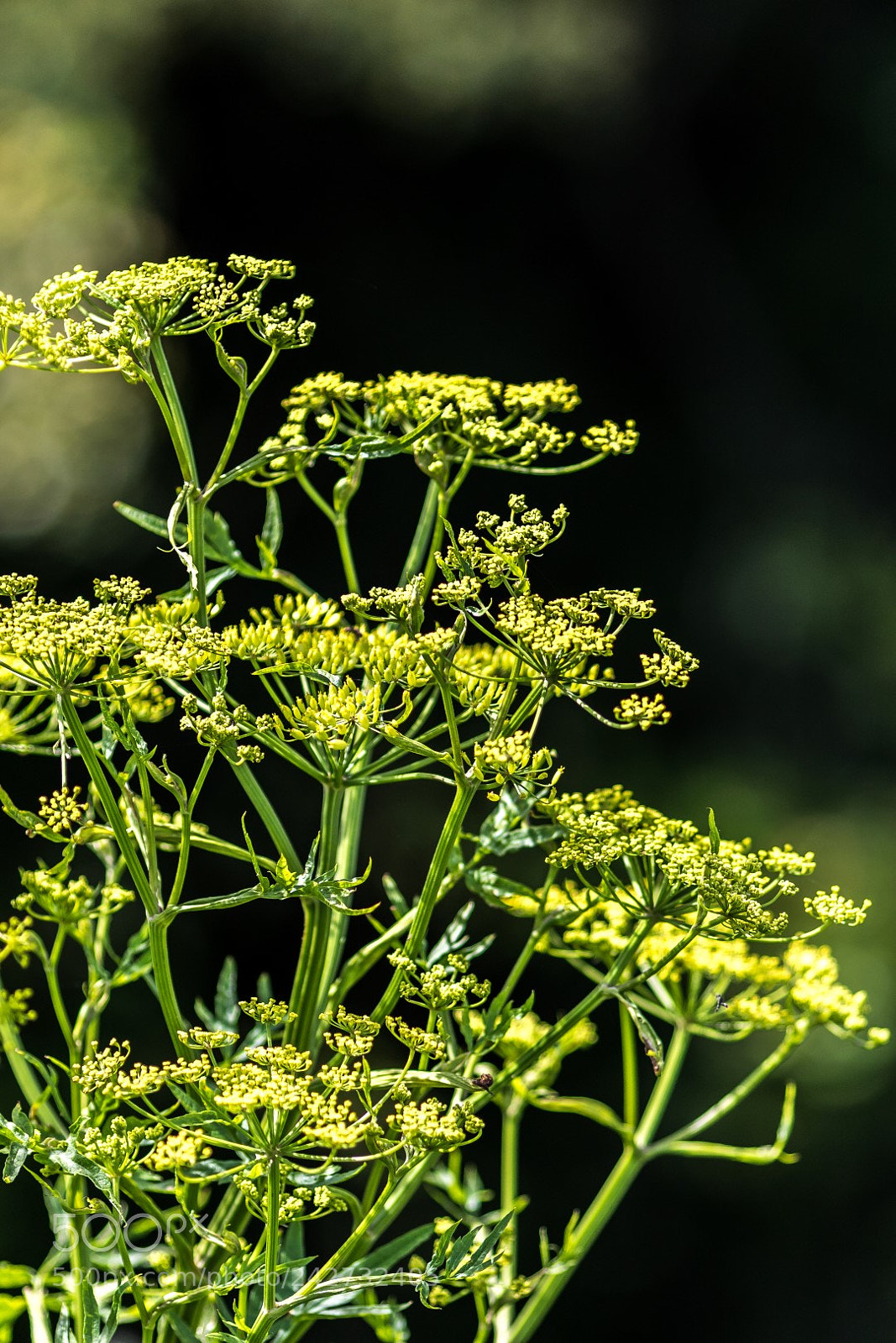Canon EOS 7D Mark II sample photo. Composite yellow photography