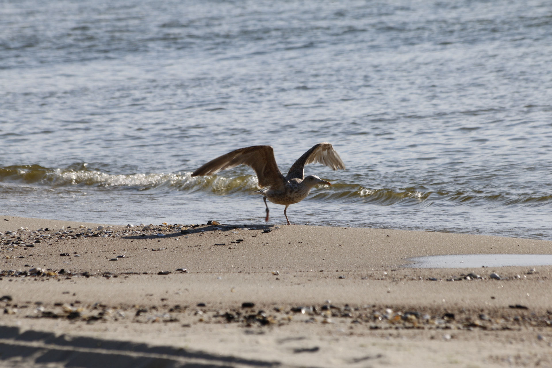 Canon EF 70-300mm F4-5.6 IS USM sample photo
