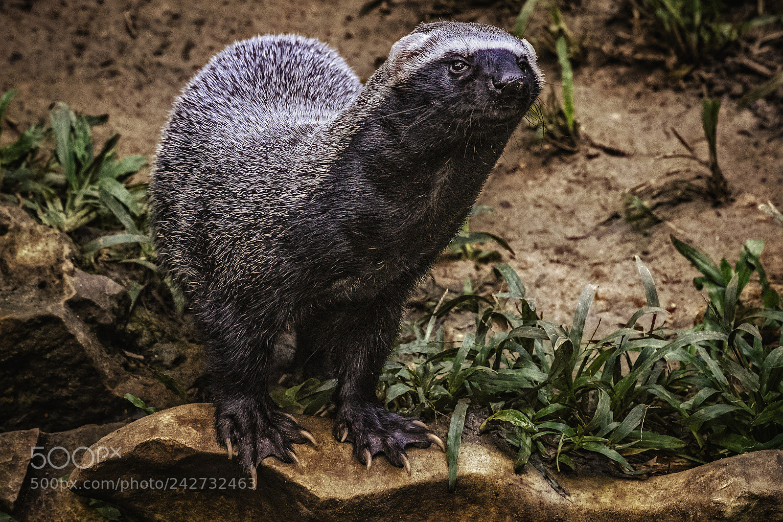 Nikon D7100 sample photo. Nutria de la selva photography