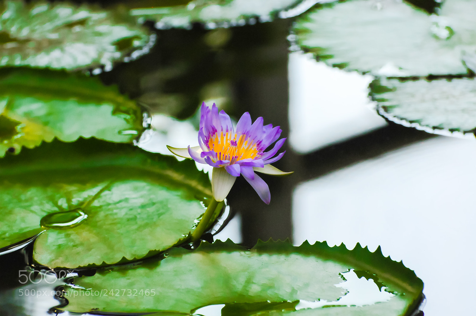 Nikon D300S sample photo. Nymphaea pamela and giant photography