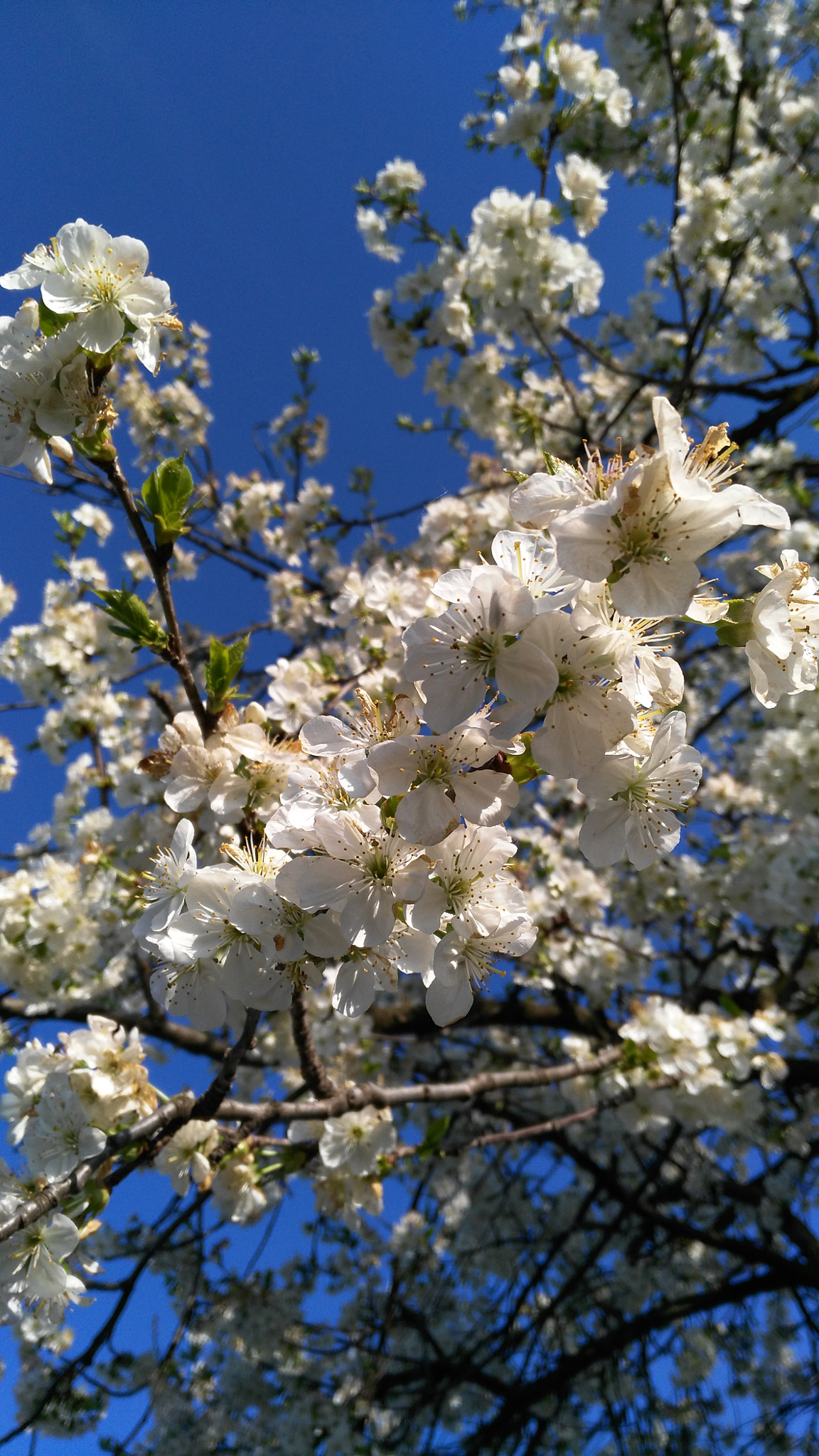 HUAWEI G7-L01 sample photo. Flowers photography