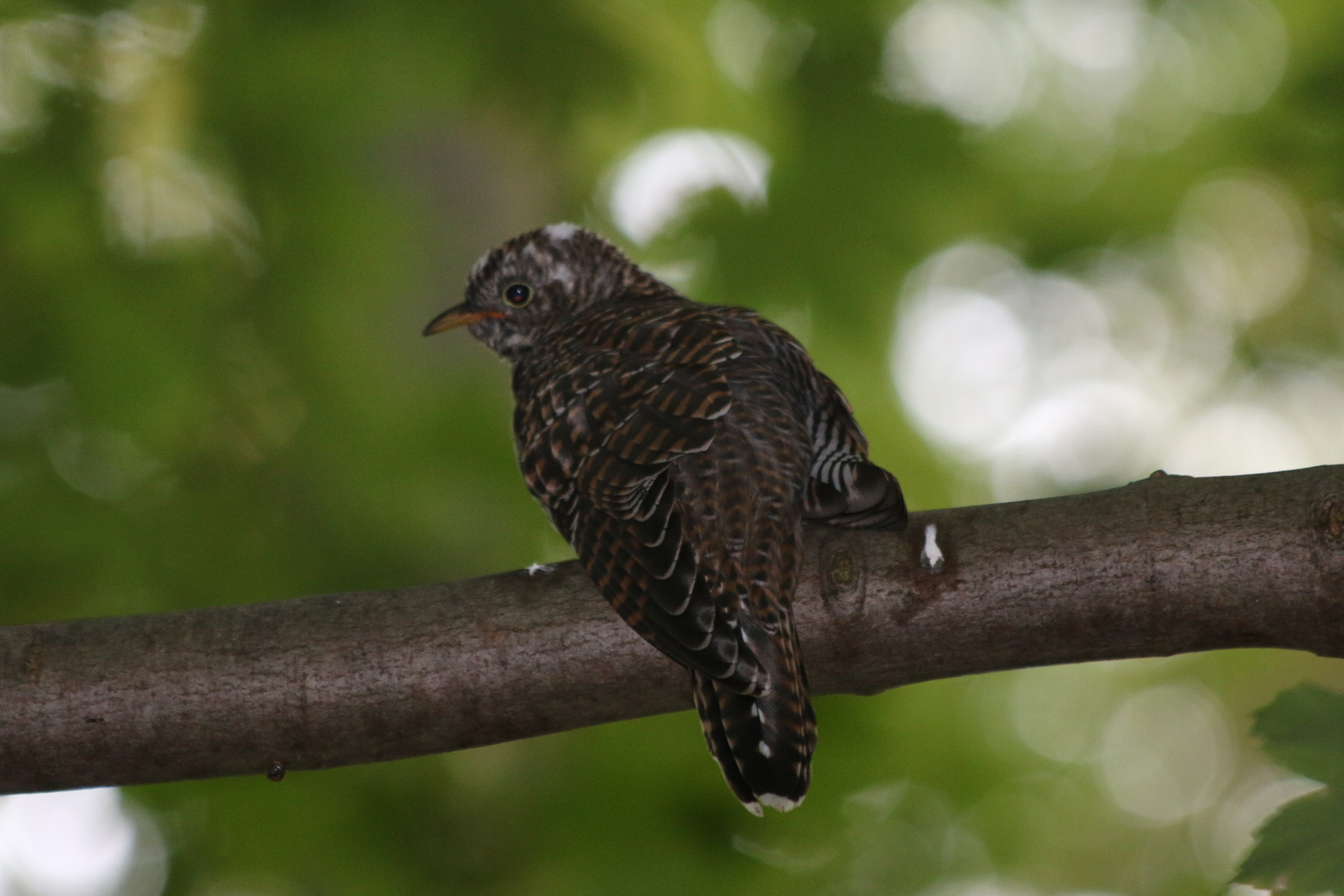 Canon EF 70-300mm F4-5.6 IS USM sample photo