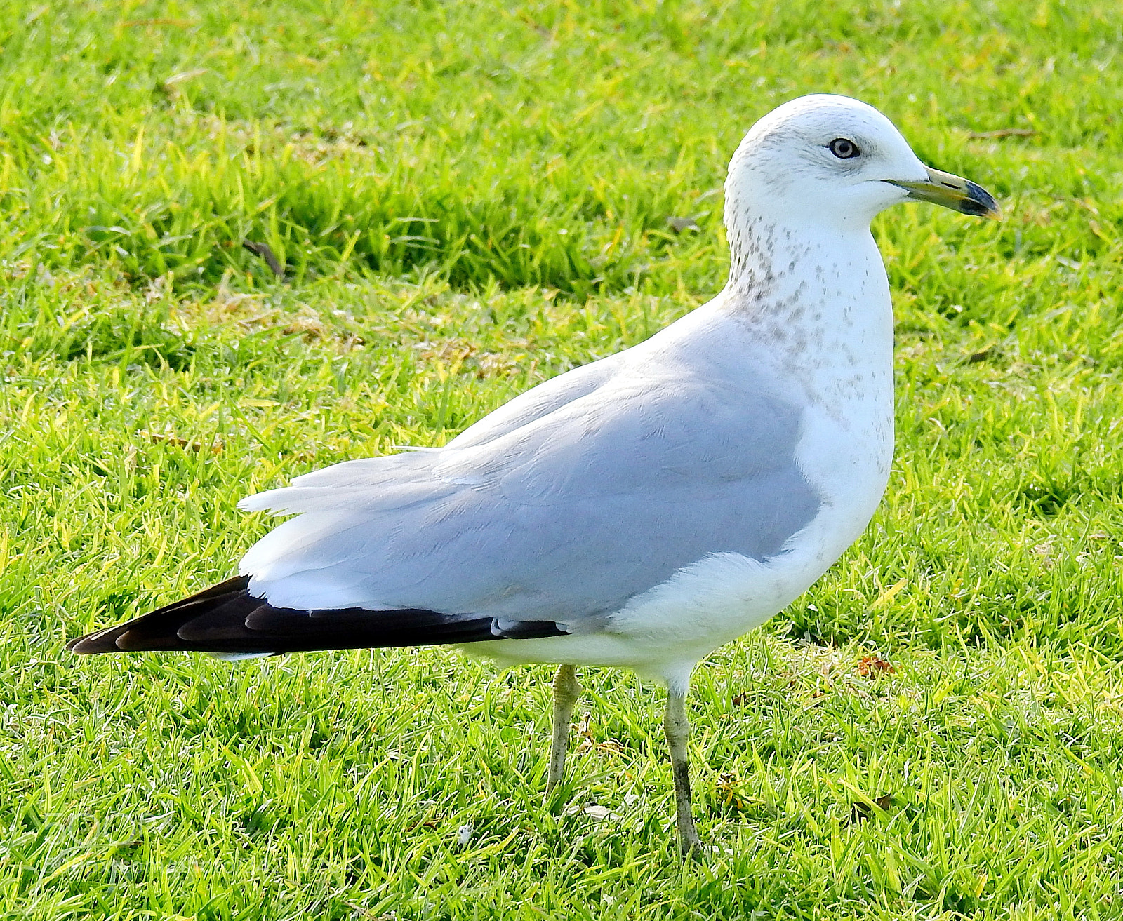 Nikon Coolpix P900 sample photo. Seagull walking in the photography