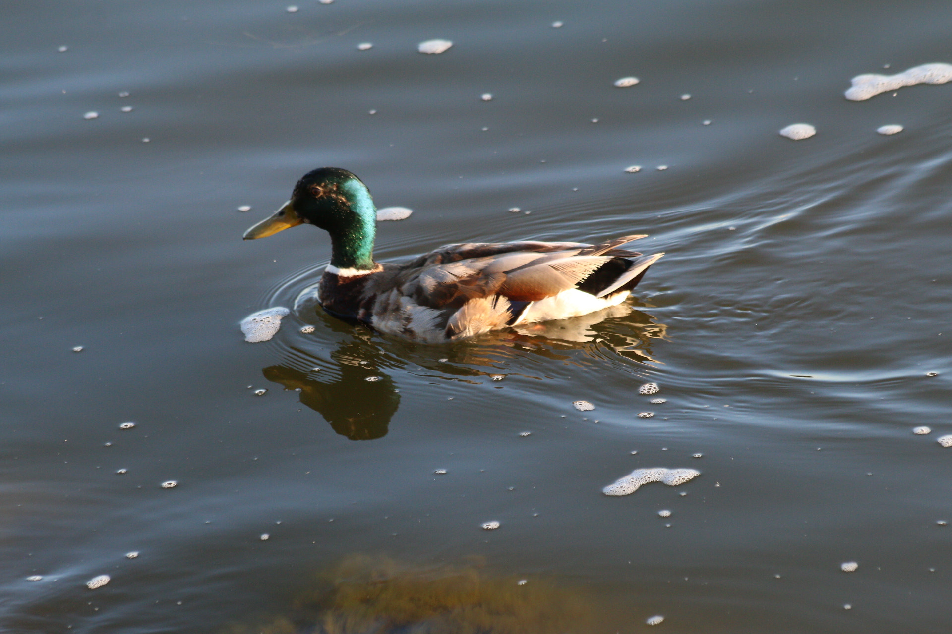 Canon EF 70-300mm F4-5.6 IS USM sample photo