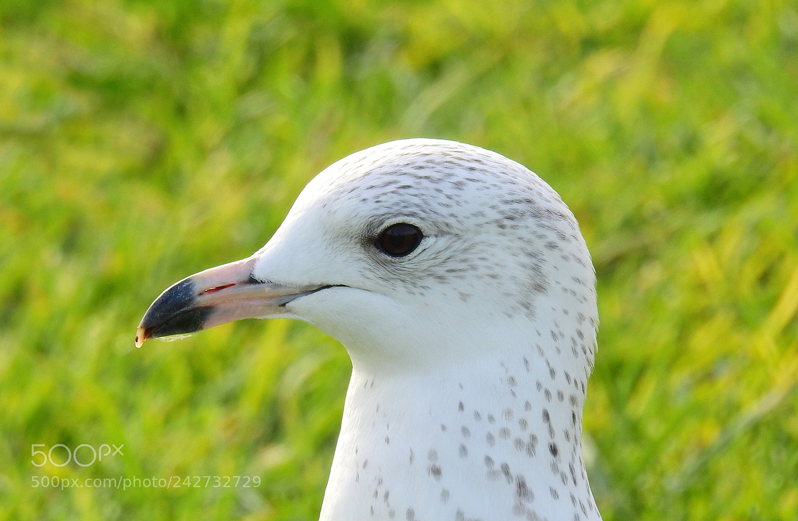 Nikon Coolpix P900 sample photo. Portrait seagull walking in photography