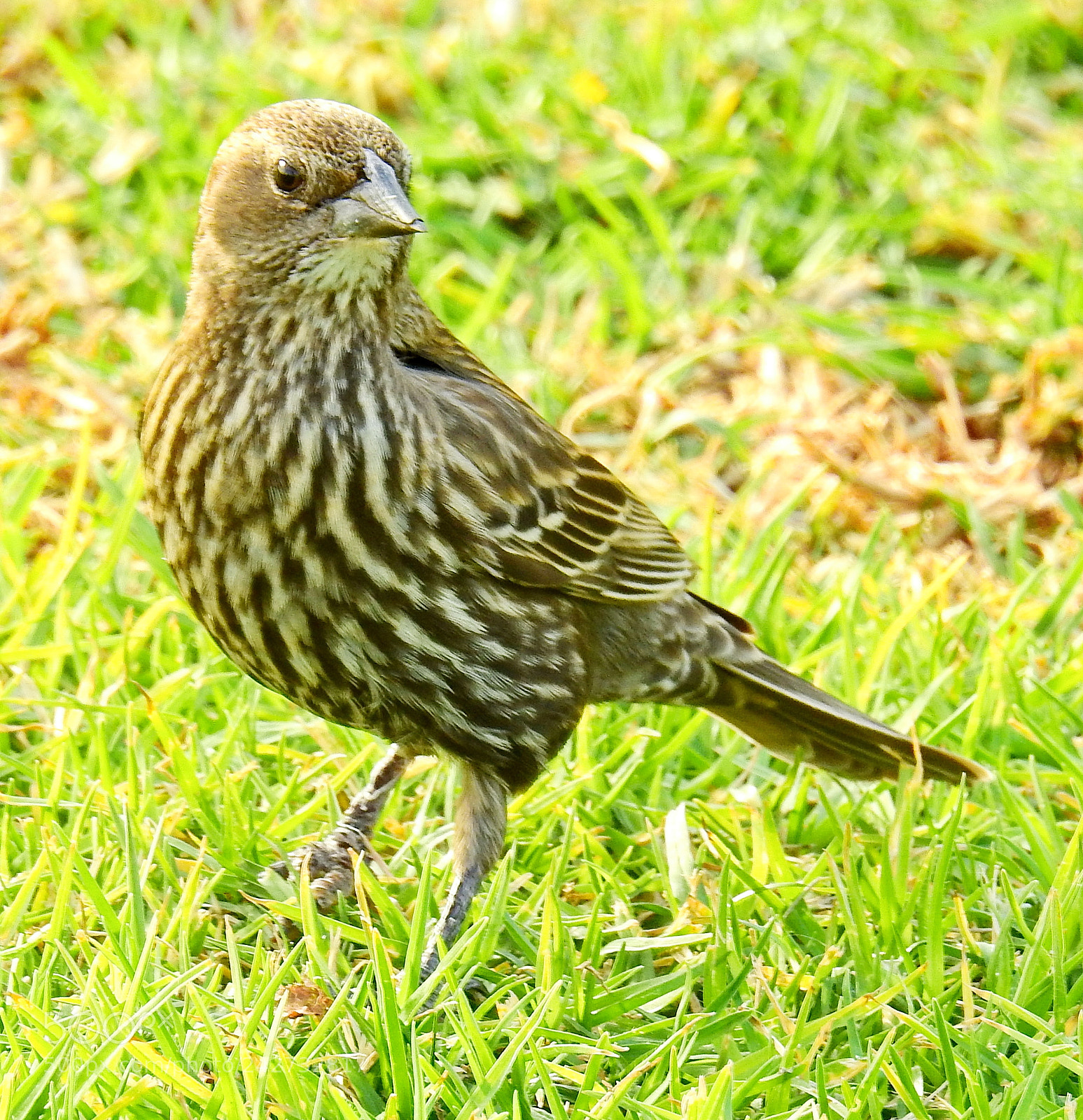 Nikon Coolpix P900 sample photo. A brown bird looking photography