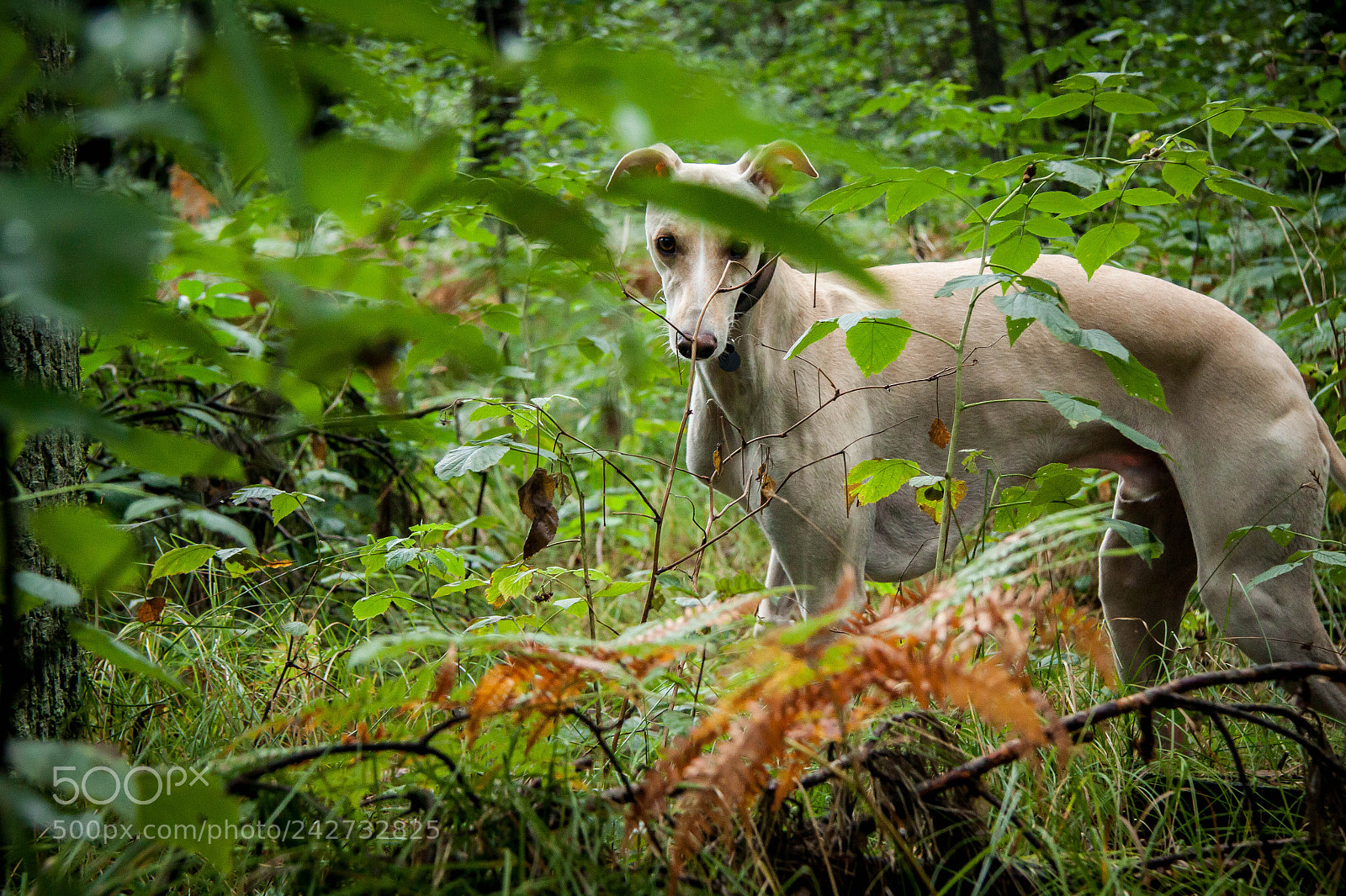 Canon EOS 50D sample photo. Img photography