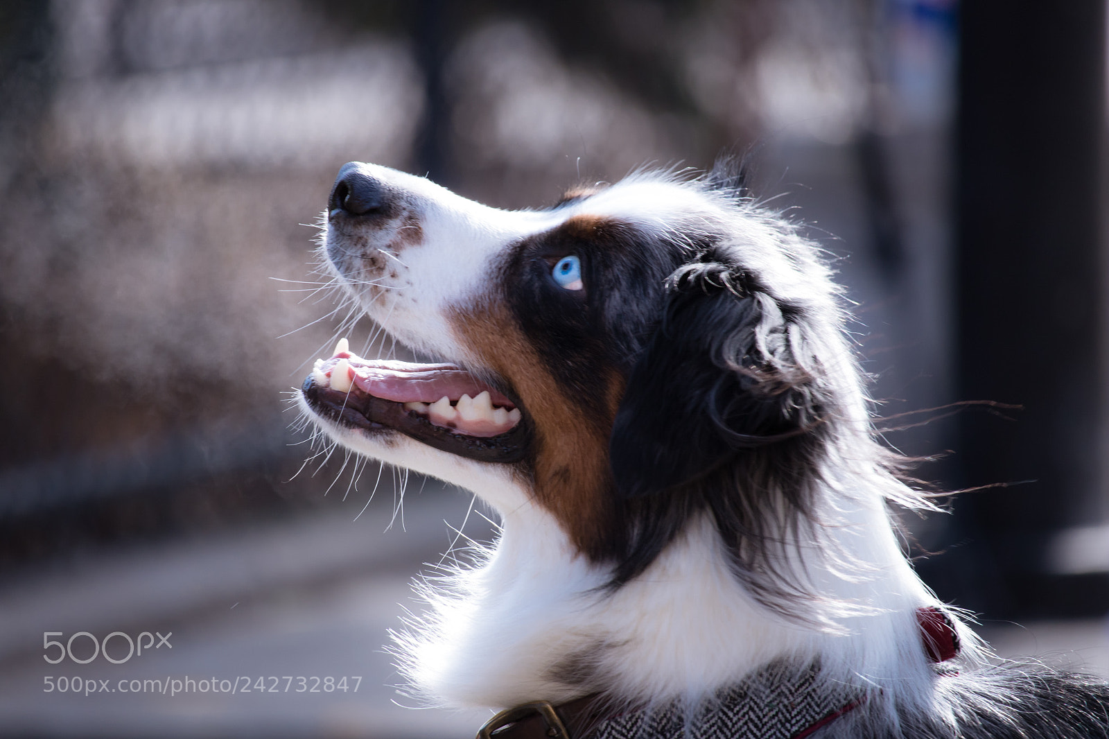 Canon EOS 750D (EOS Rebel T6i / EOS Kiss X8i) sample photo. Cold eyes photography