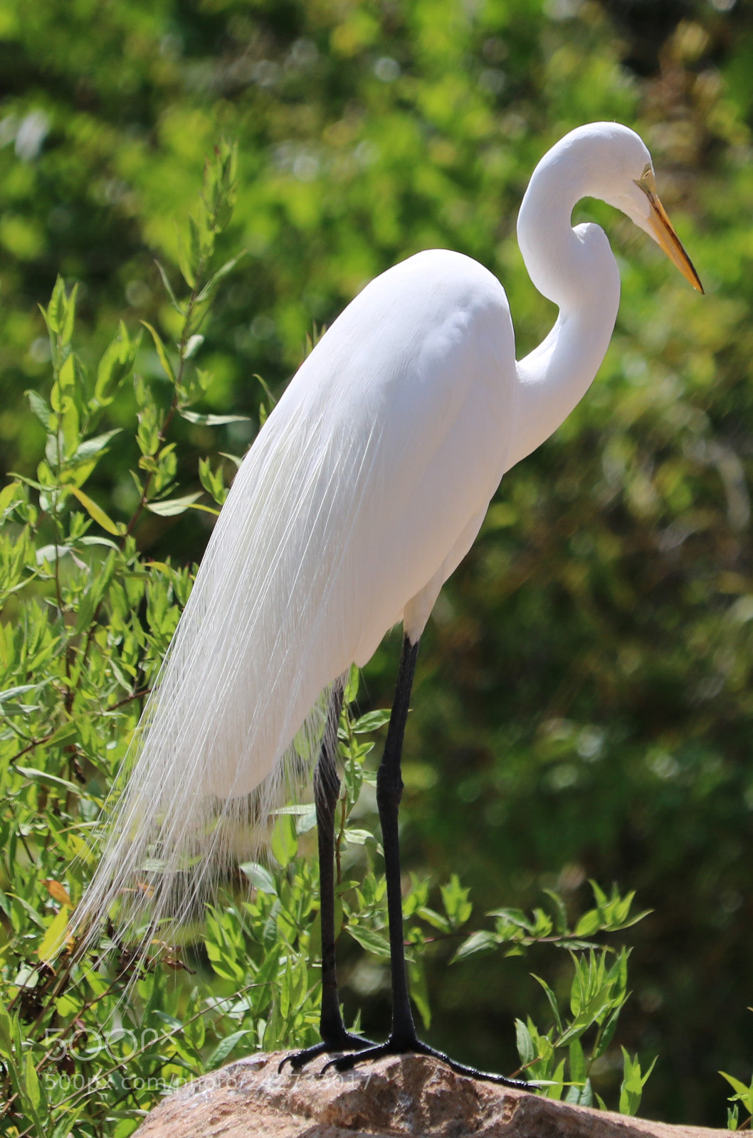 Canon EOS 750D (EOS Rebel T6i / EOS Kiss X8i) sample photo. Bird photography