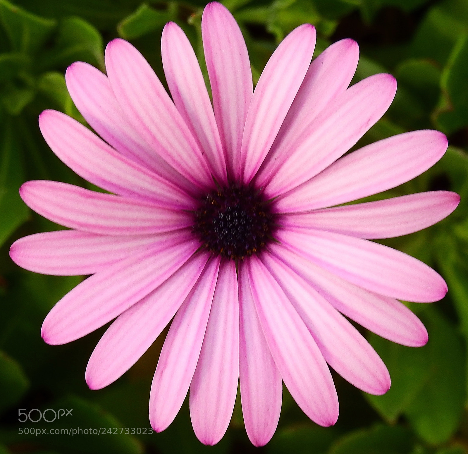 Nikon Coolpix P900 sample photo. Purple daisy in the photography