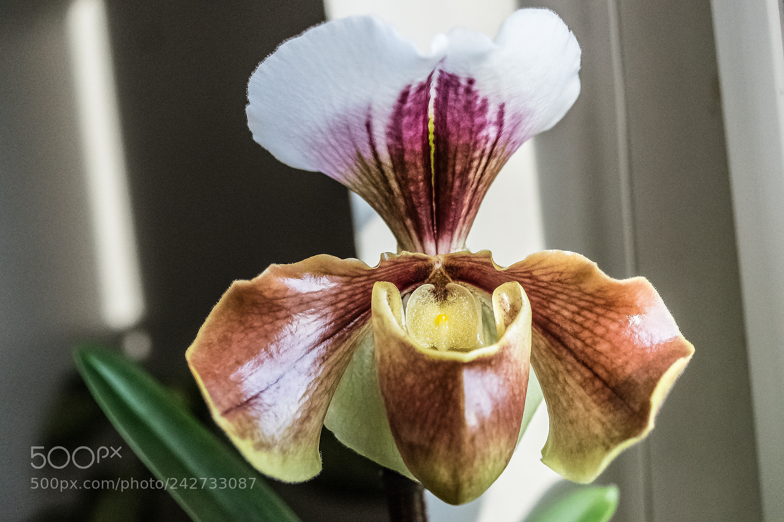 Sony SLT-A58 sample photo. ***  my orchid *** photography
