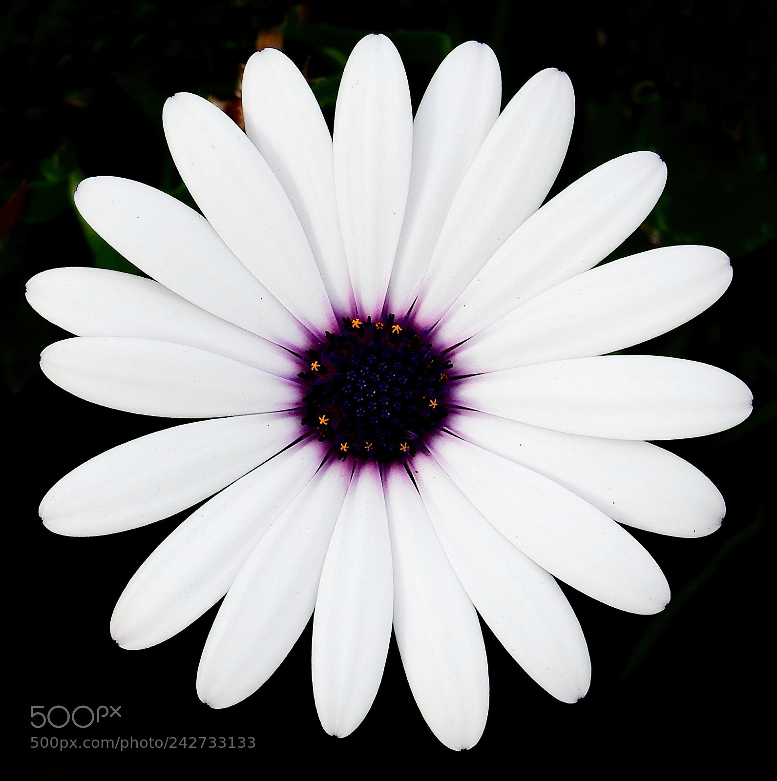Nikon Coolpix P900 sample photo. A white daisy flower photography