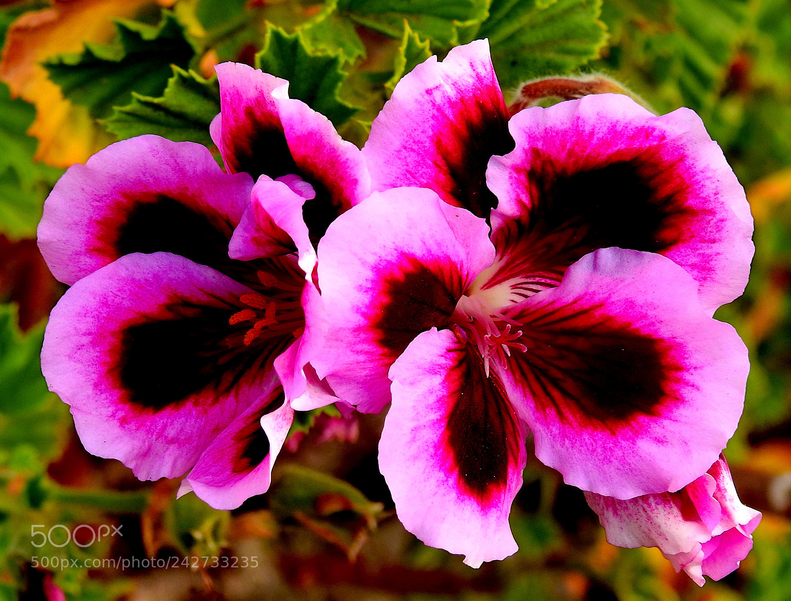 Nikon Coolpix P900 sample photo. Two purple flowers photography