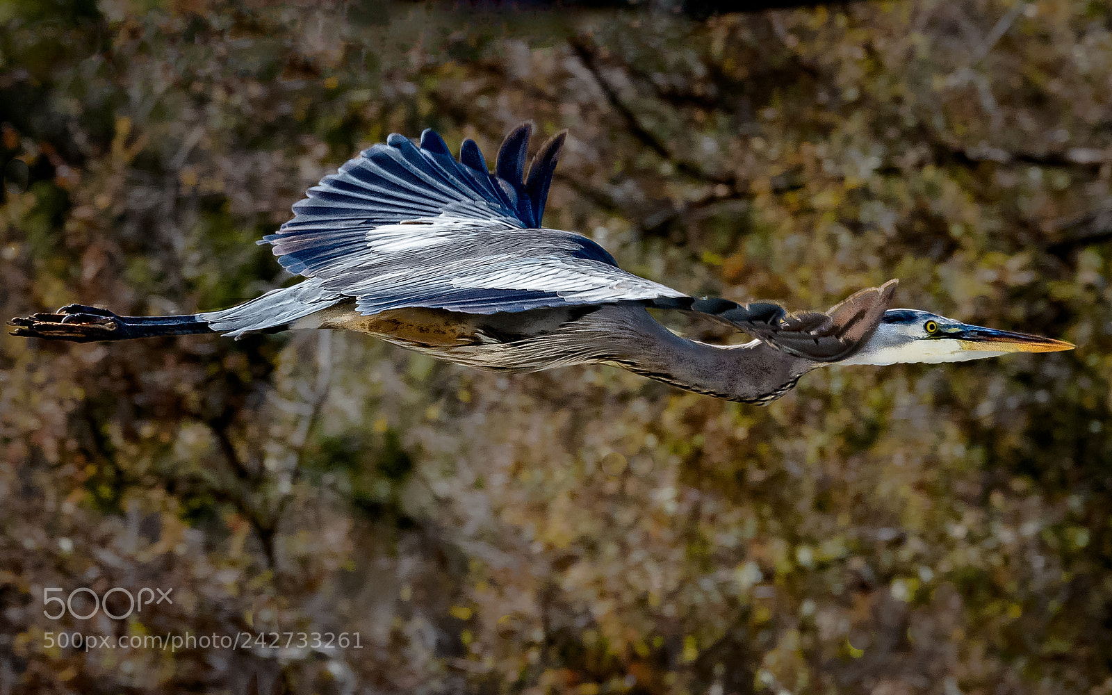 Nikon D810 sample photo. Blending in photography