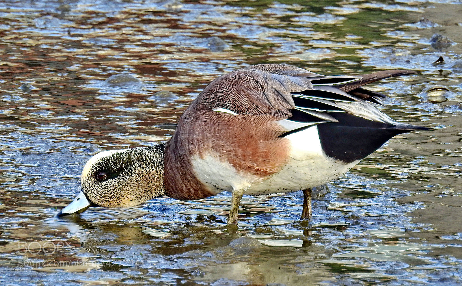 Nikon Coolpix P900 sample photo. Duck feeding on the photography