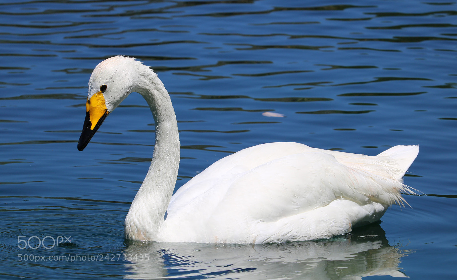 Canon EOS 750D (EOS Rebel T6i / EOS Kiss X8i) sample photo. Swan on water photography