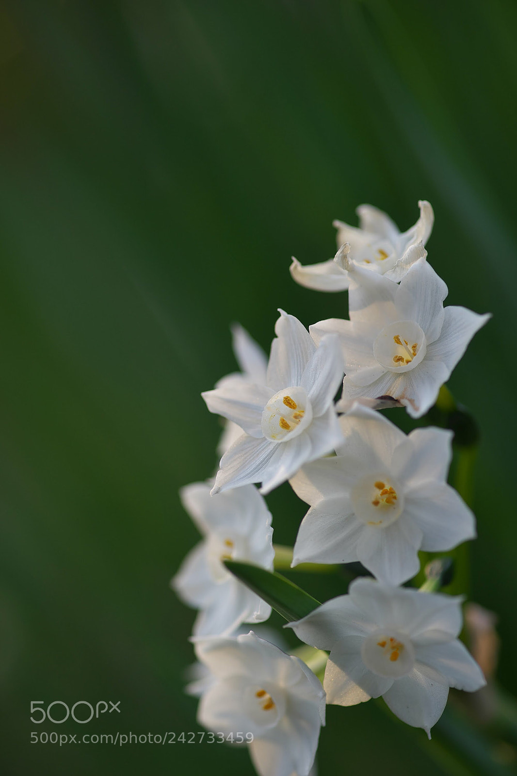 Sony SLT-A99V sample photo. Untitled photography