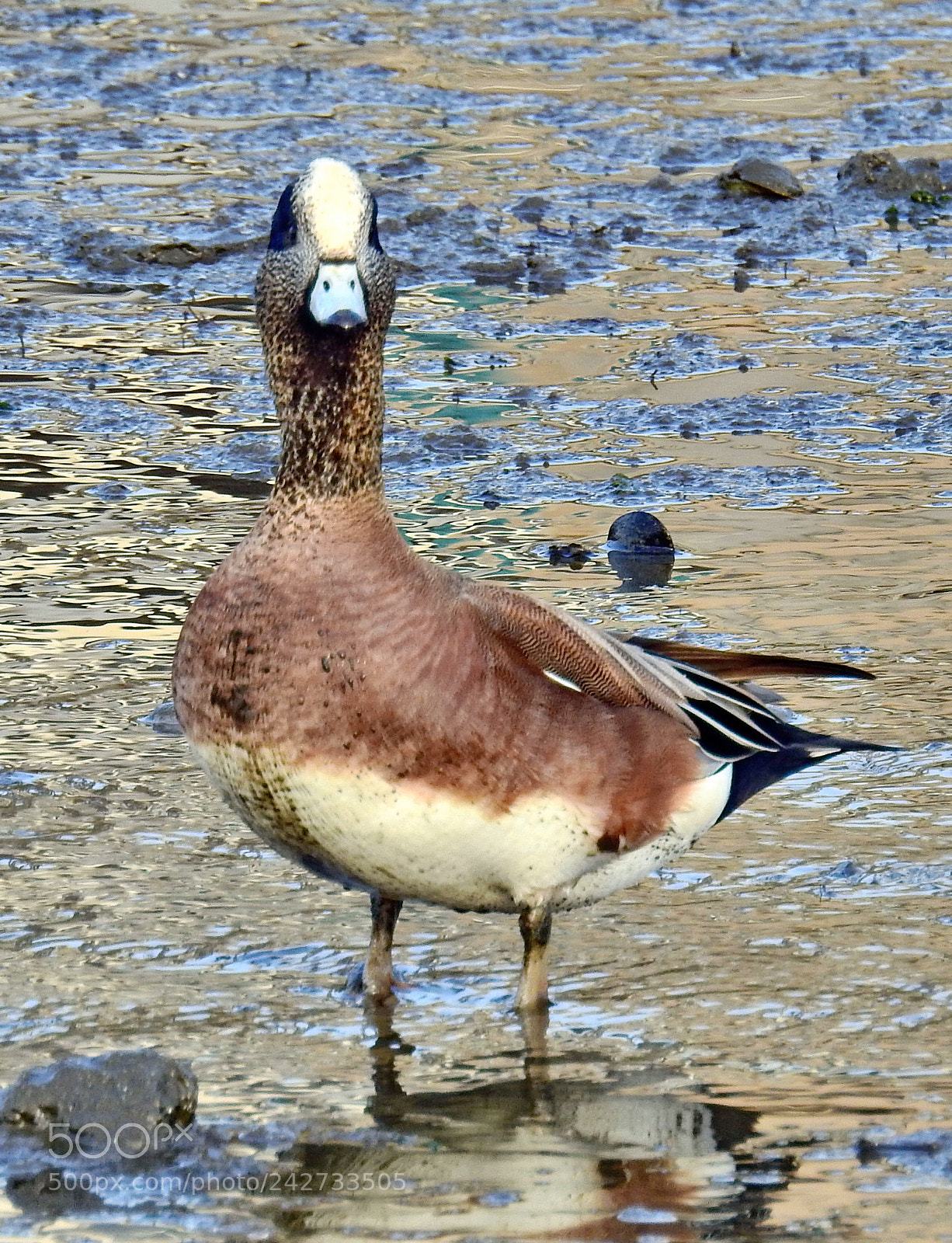 Nikon Coolpix P900 sample photo. Duck looking at you photography