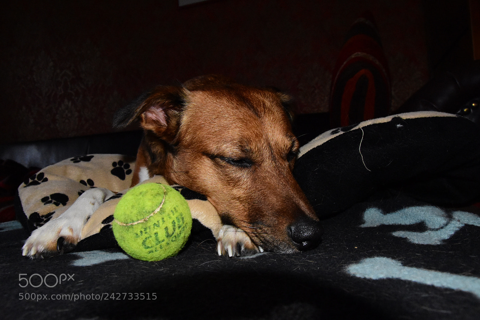 Nikon D7200 sample photo. It‘s raining outside photography