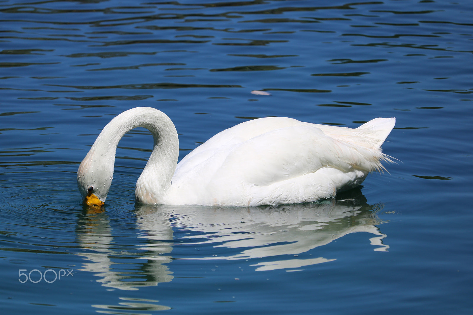 Canon EOS 750D (EOS Rebel T6i / EOS Kiss X8i) + Canon EF-S 55-250mm F4-5.6 IS STM sample photo. Swan drinking water photography