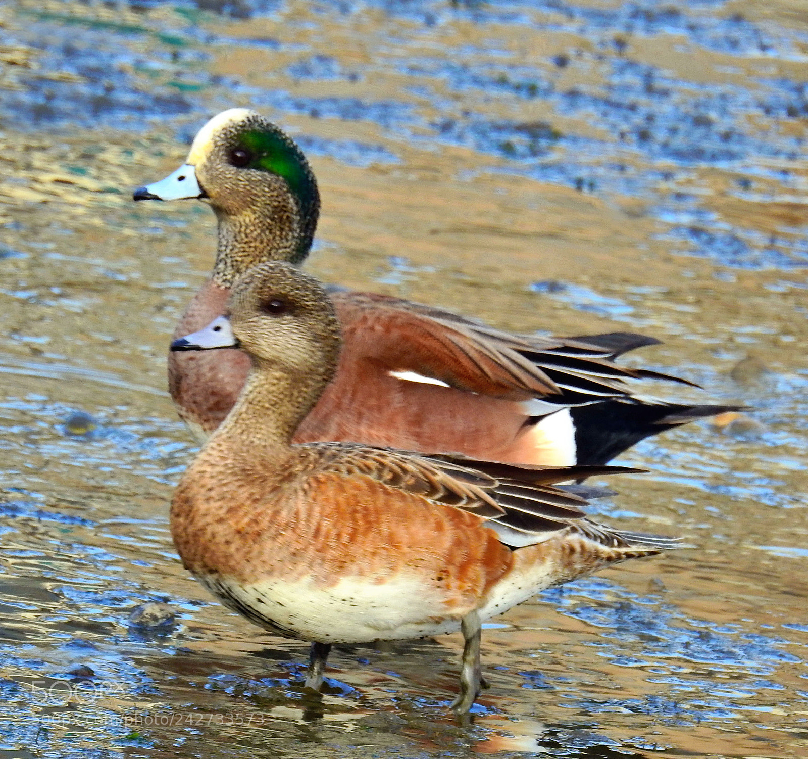 Nikon Coolpix P900 sample photo. Two ducks strolling on photography