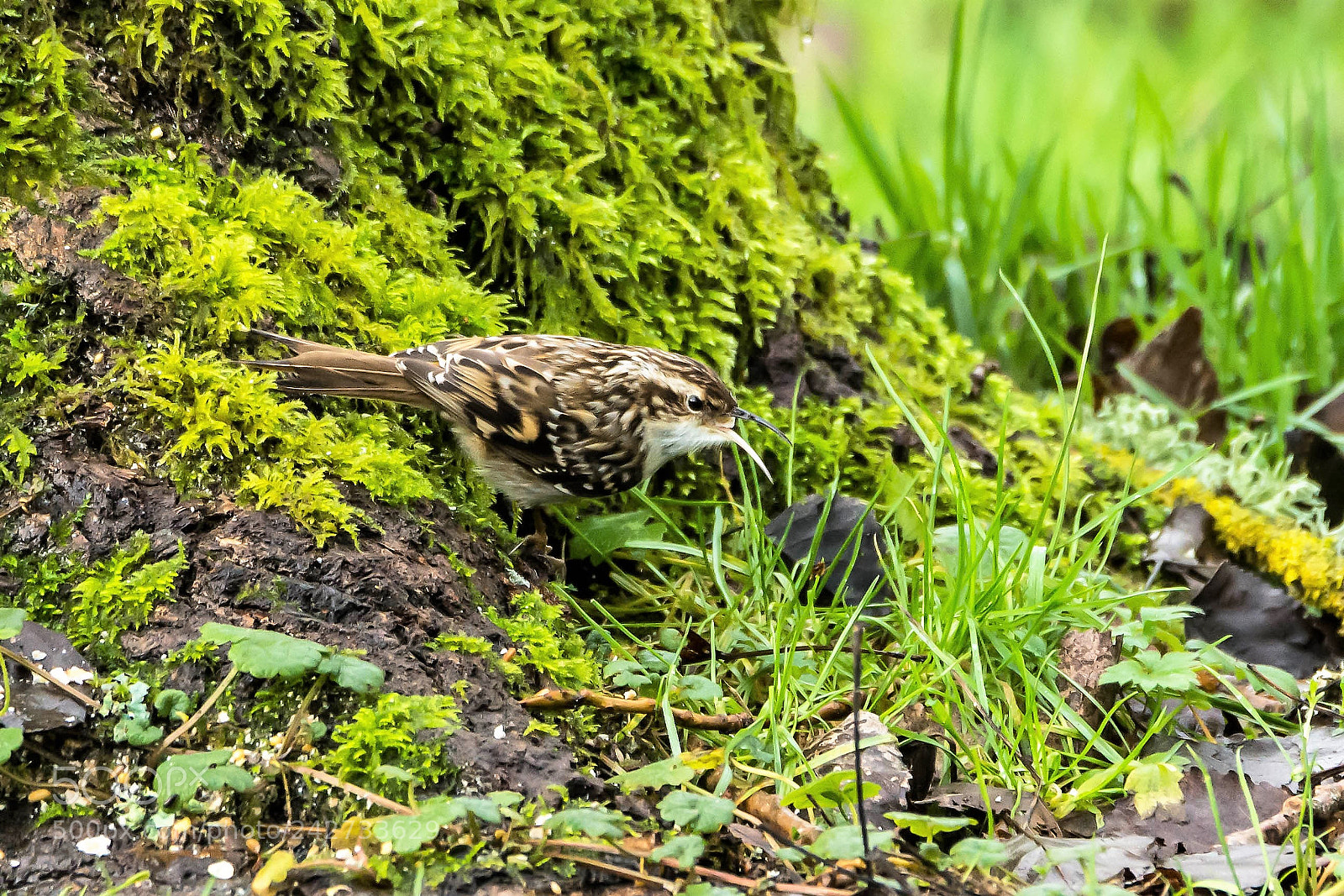 Nikon D7200 sample photo. A short-toed treecreeper photography