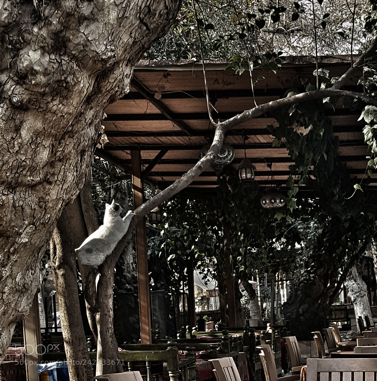 Samsung Galaxy Note5 sample photo. Untitled photography