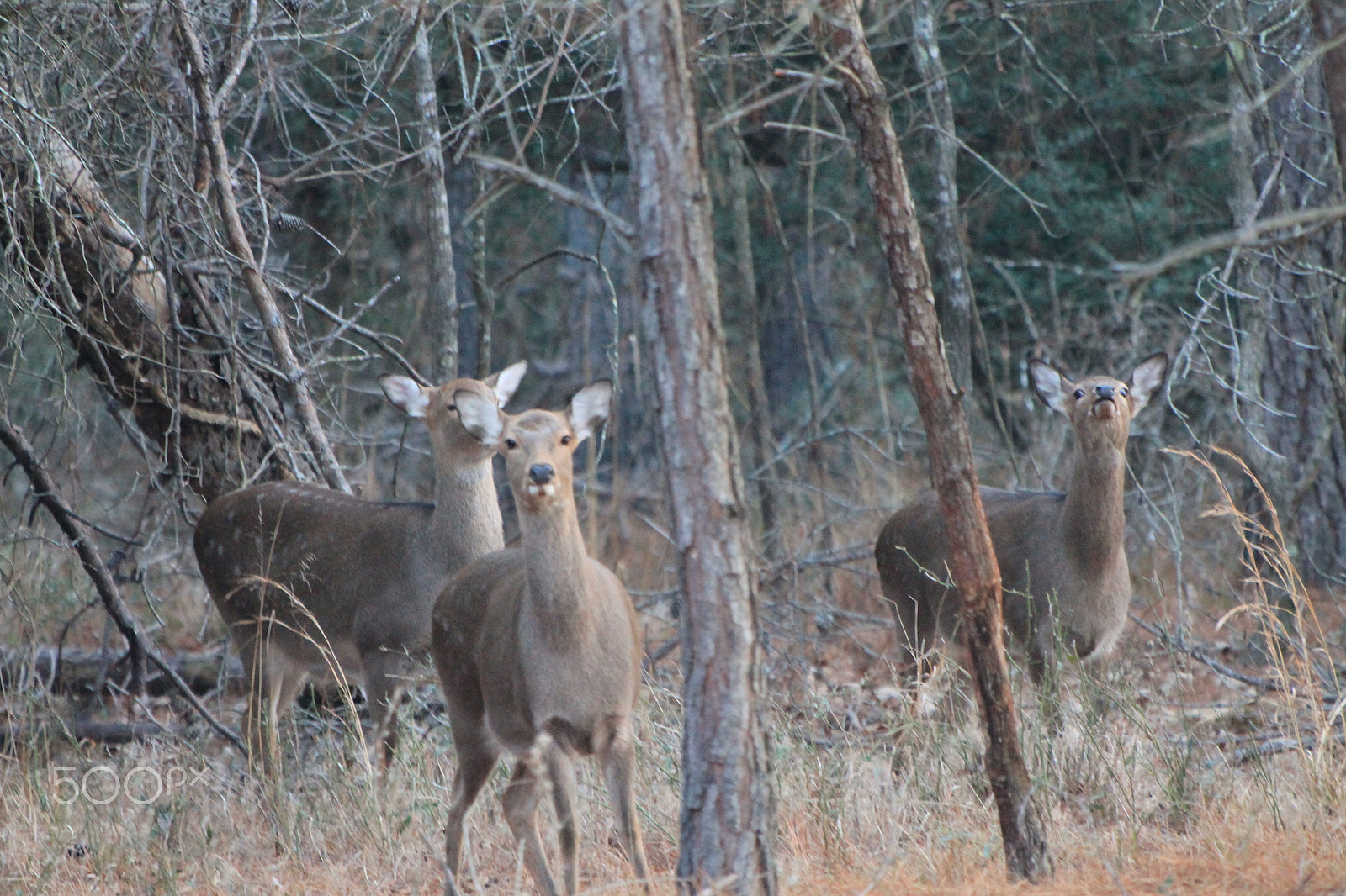 Canon EF 70-300 F4-5.6 IS II USM sample photo. Deer photography