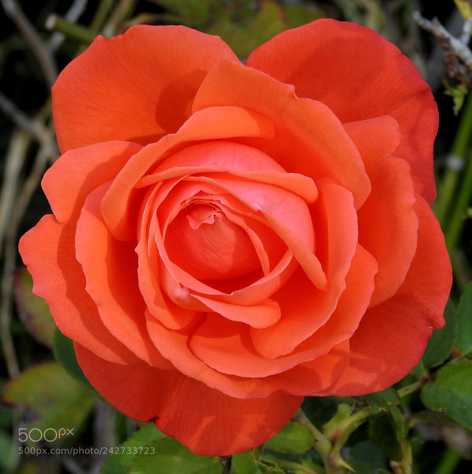 Nikon Coolpix P900 sample photo. Orange rose photography