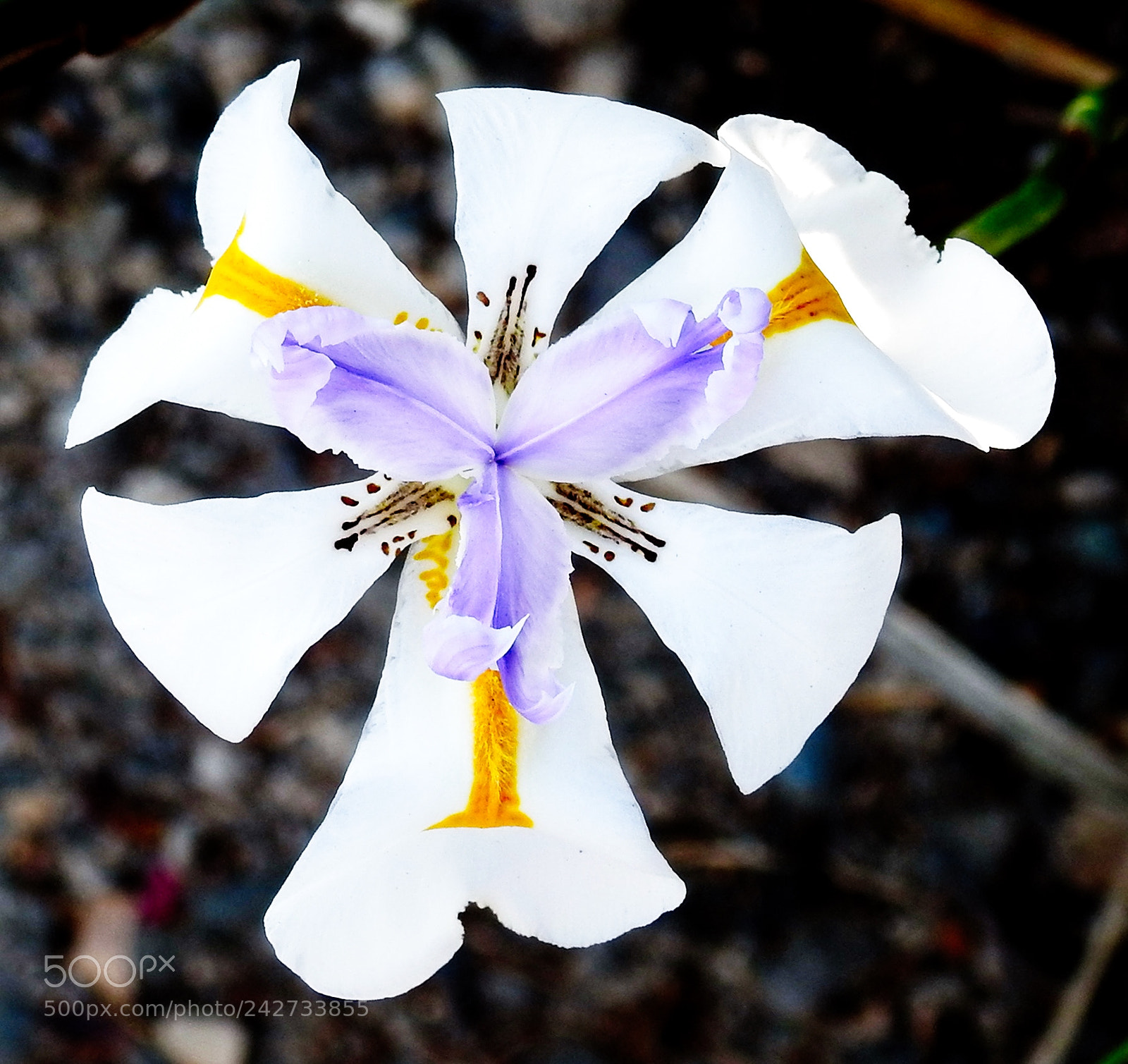 Nikon Coolpix P900 sample photo. White iris flower photography