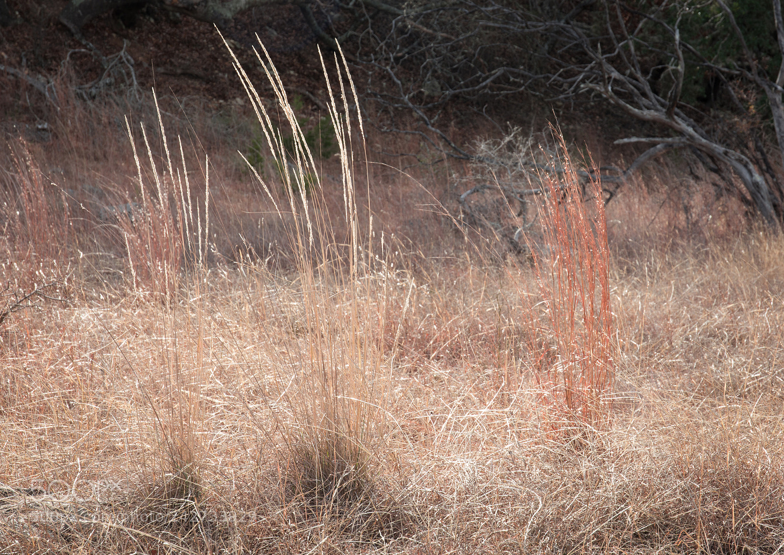 Nikon D7100 sample photo. Tall grass photography