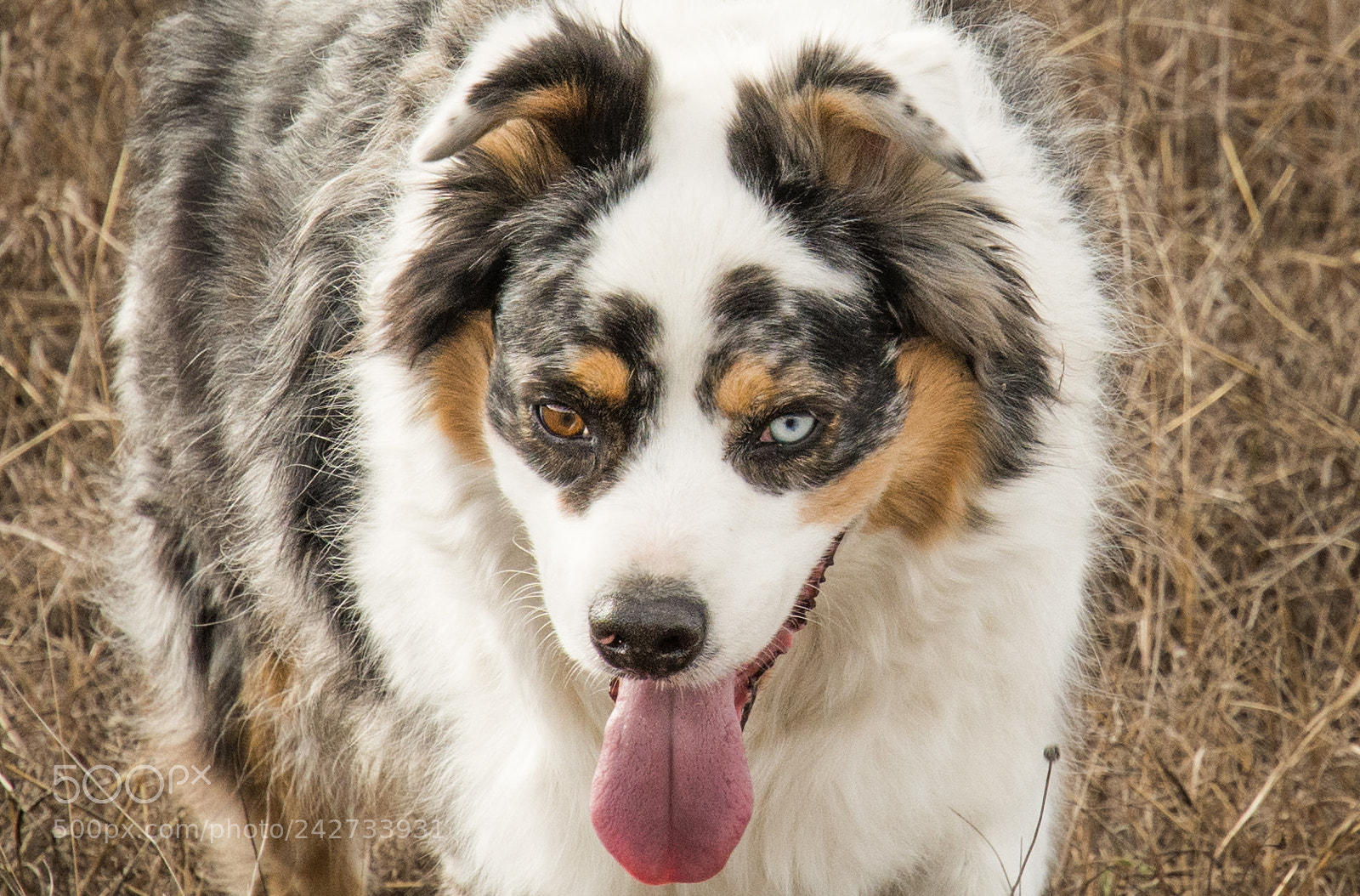 Nikon D7100 sample photo. Ranch dog, tug. photography