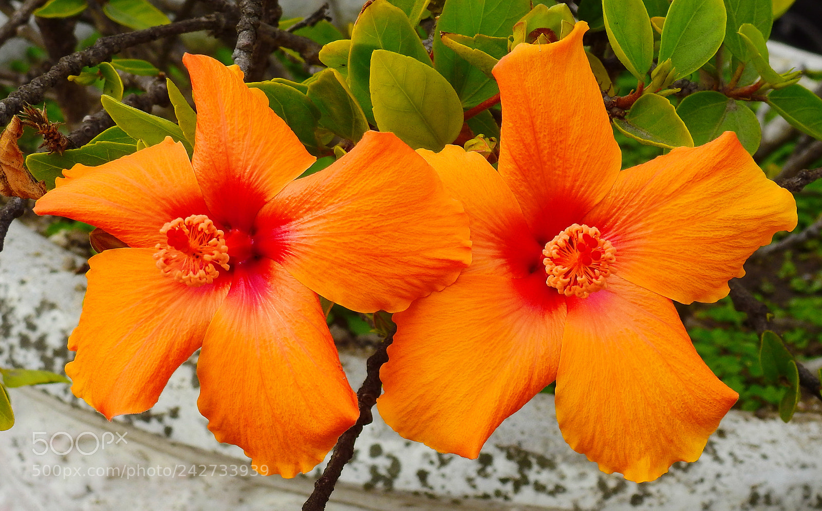 Nikon Coolpix P900 sample photo. Two gold hibiscus flowers photography