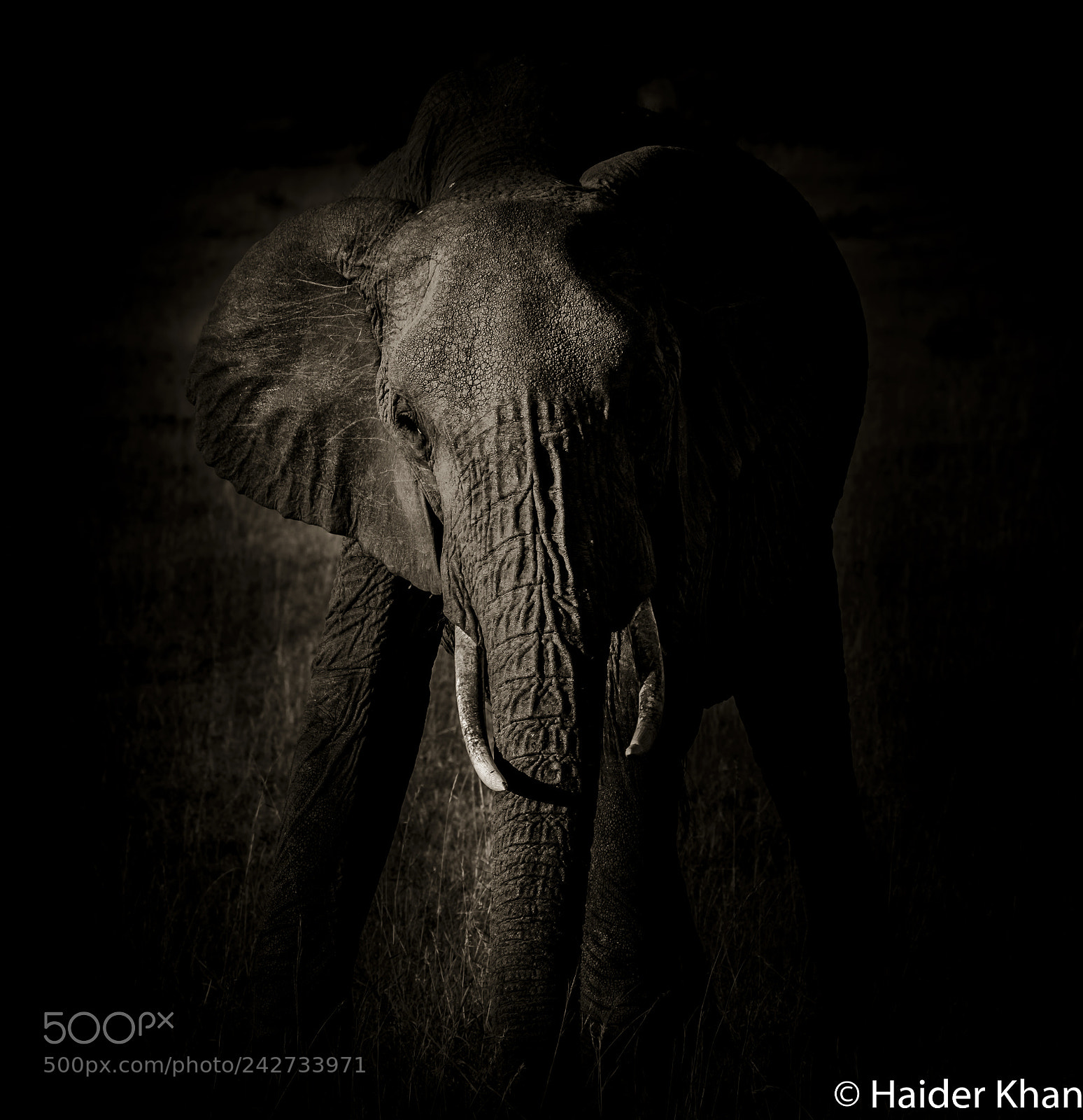 Nikon D7100 sample photo. Elephant portrait photography