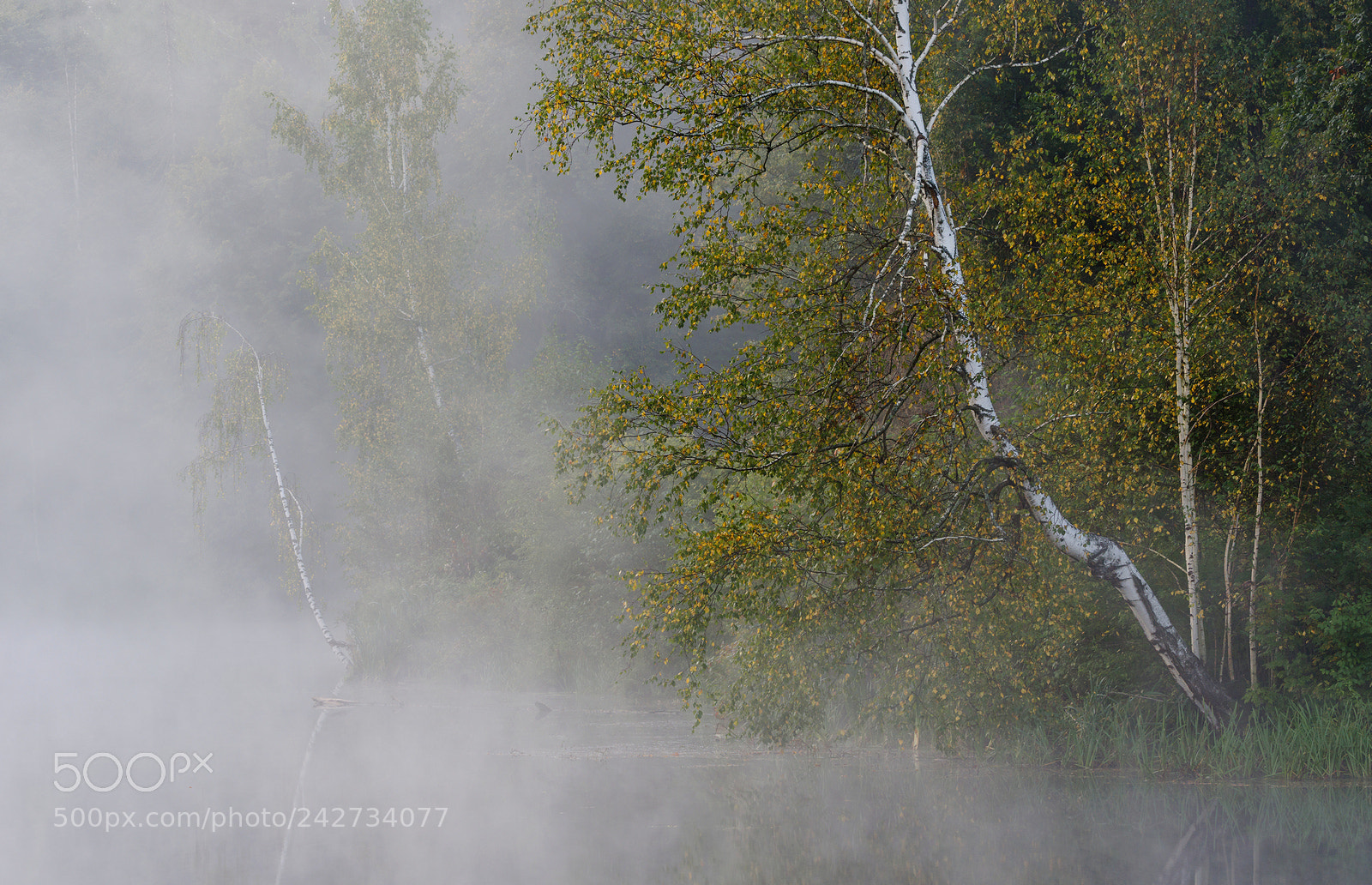 Pentax K-3 II sample photo. September misty with birches photography
