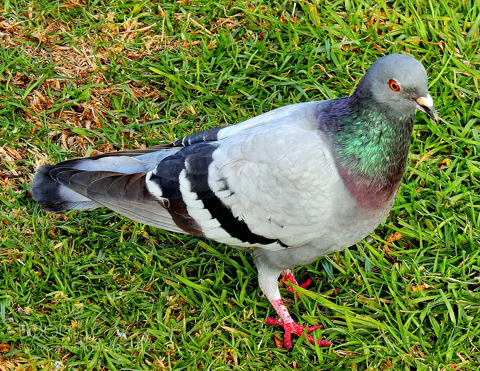 Nikon Coolpix P900 sample photo. Pigeon walking in the photography
