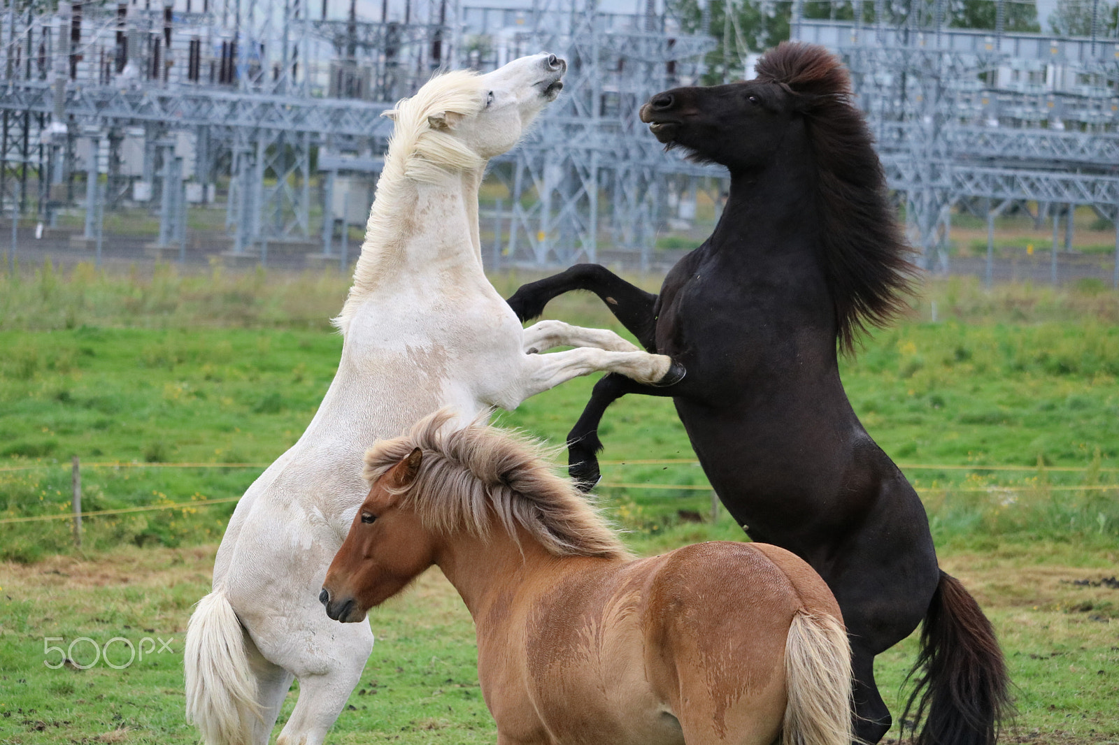 Canon EF-S 55-250mm F4-5.6 IS STM sample photo. Horses playing together photography