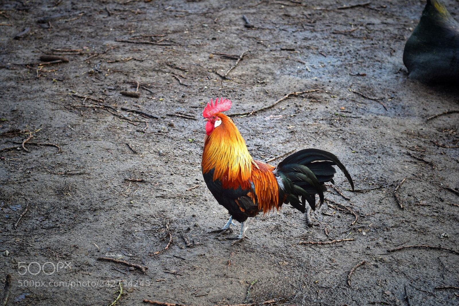 Nikon D5500 sample photo. Beautiful rooster photography