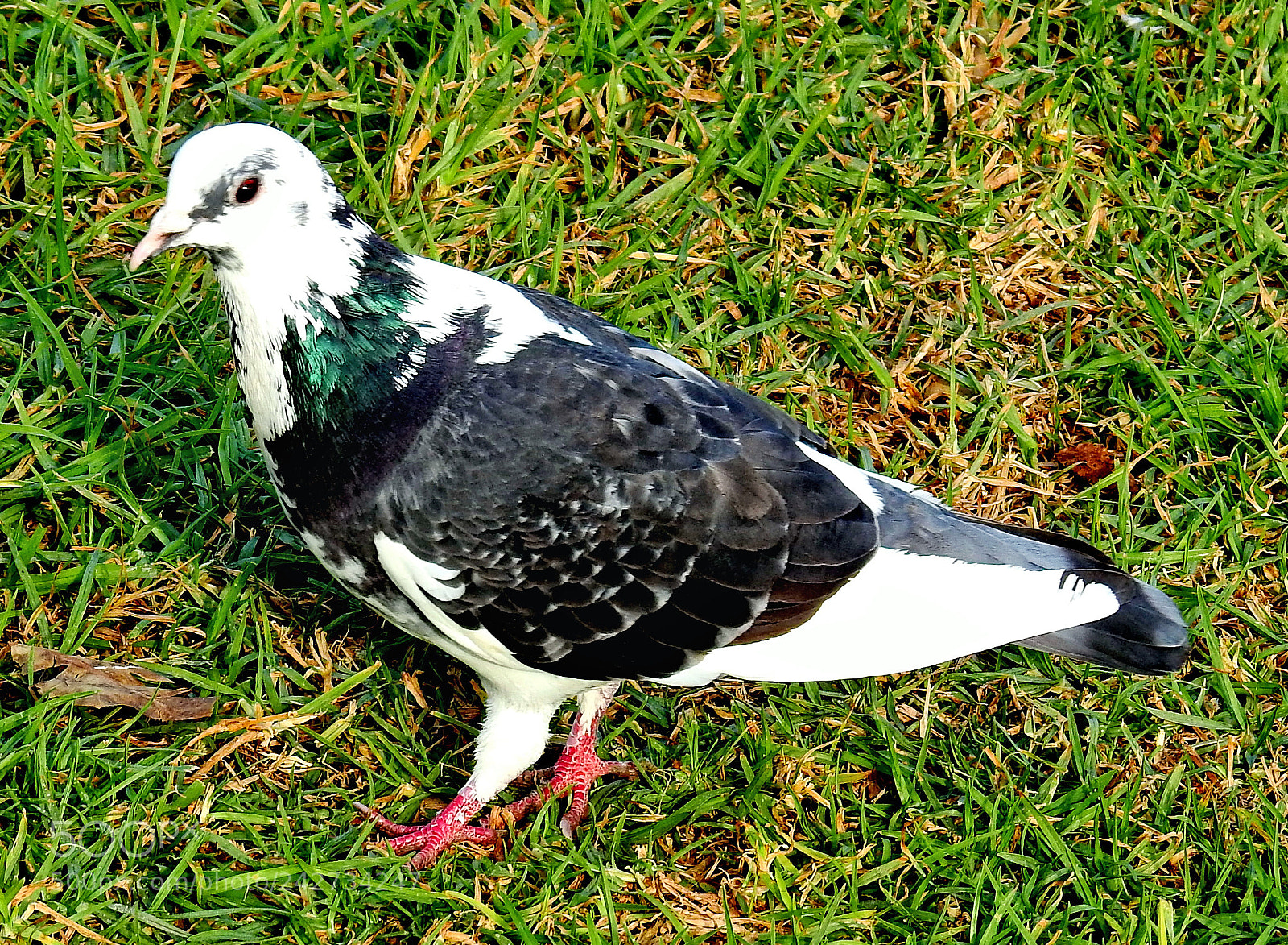 Nikon Coolpix P900 sample photo. Pigeon walking in the photography