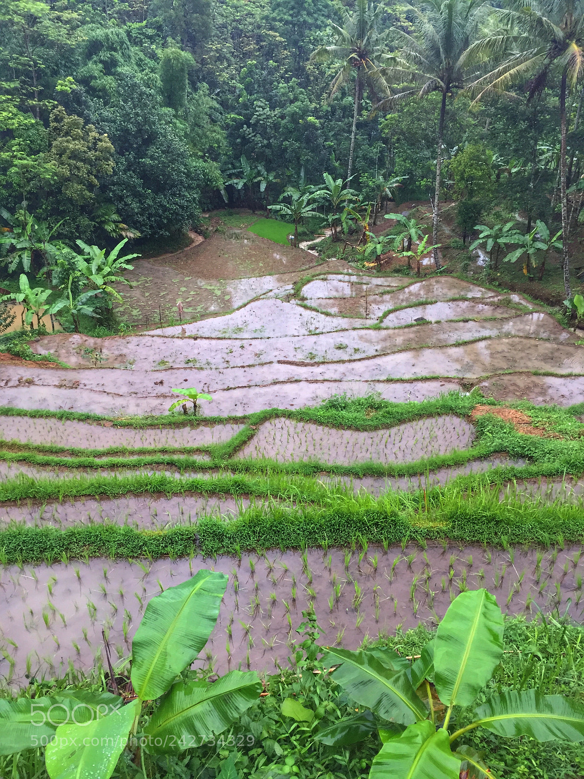 Apple iPhone 6 sample photo. Some diferent when rises? photography