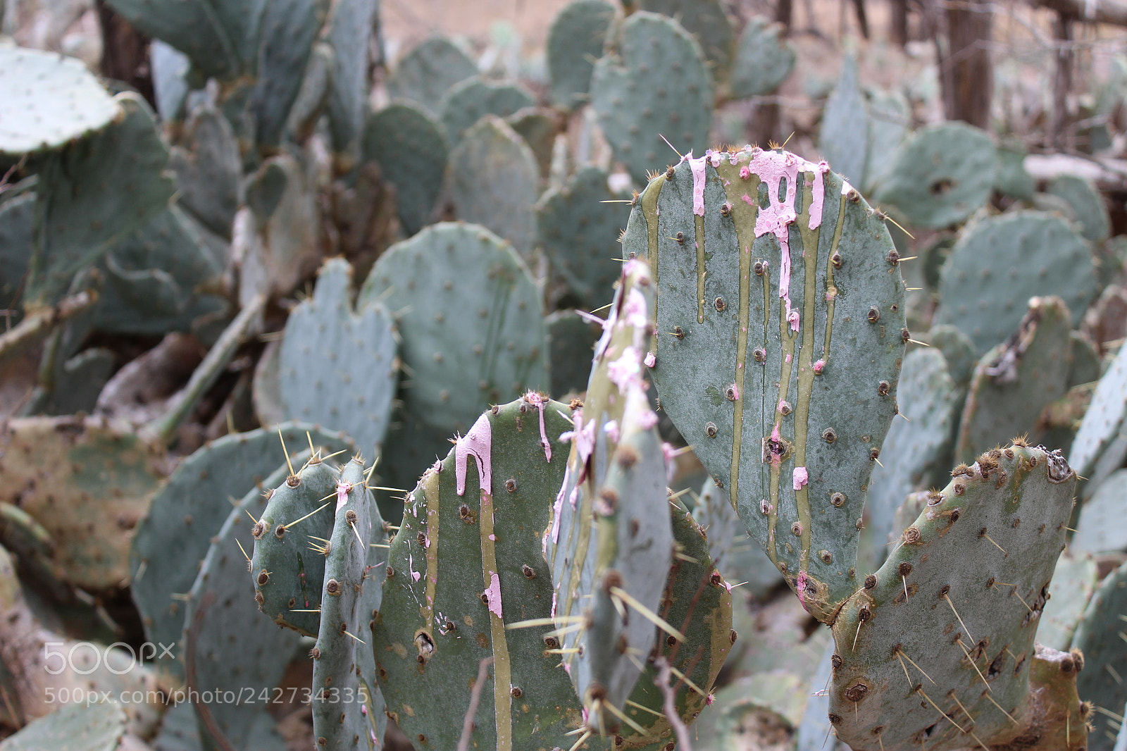 Canon EOS 1300D (EOS Rebel T6 / EOS Kiss X80) sample photo. The painted cactus of photography