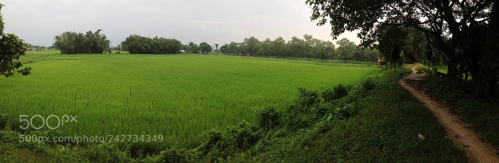 Apple iPhone 4S sample photo. Green photography