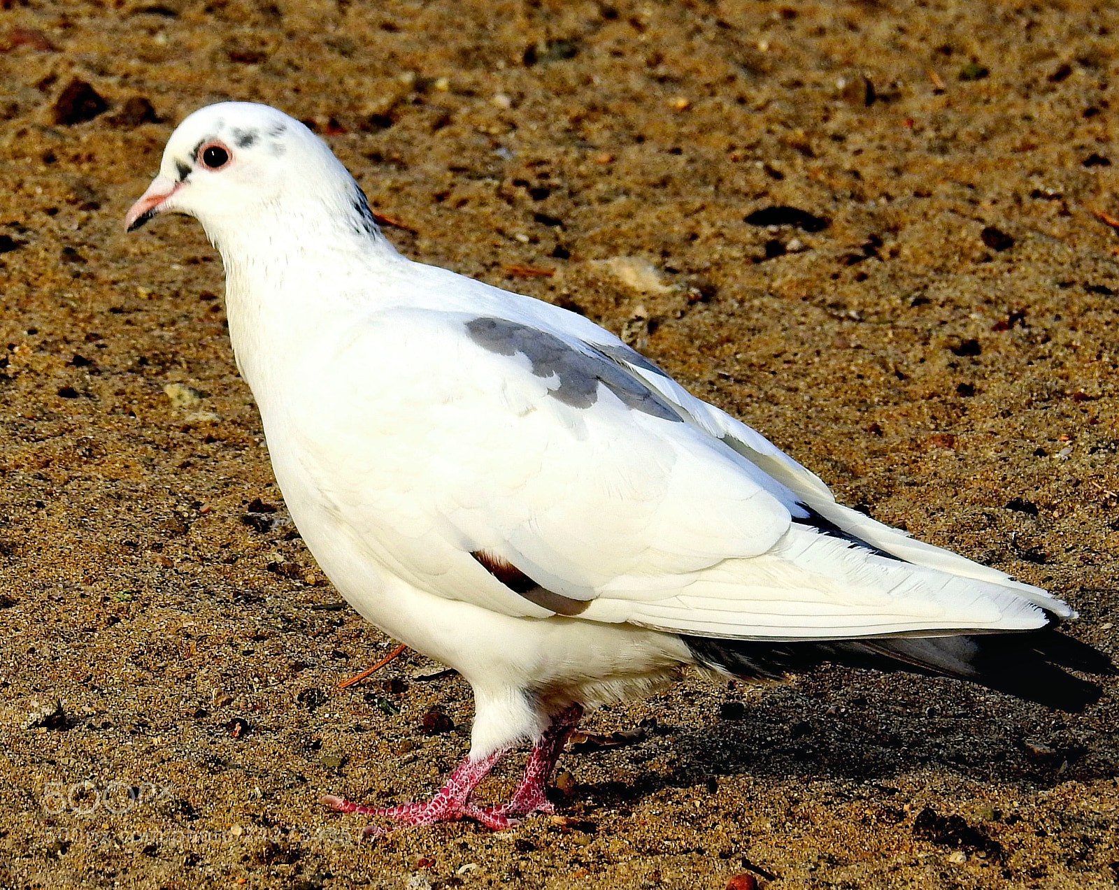 Nikon Coolpix P900 sample photo. Pigeon walking in the photography