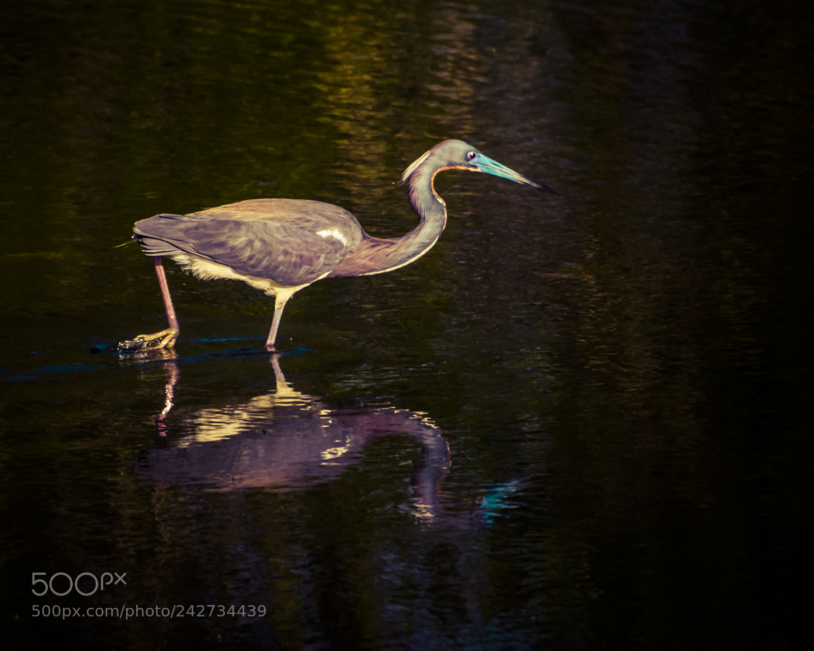 Nikon D200 sample photo. Reflected tricolor photography