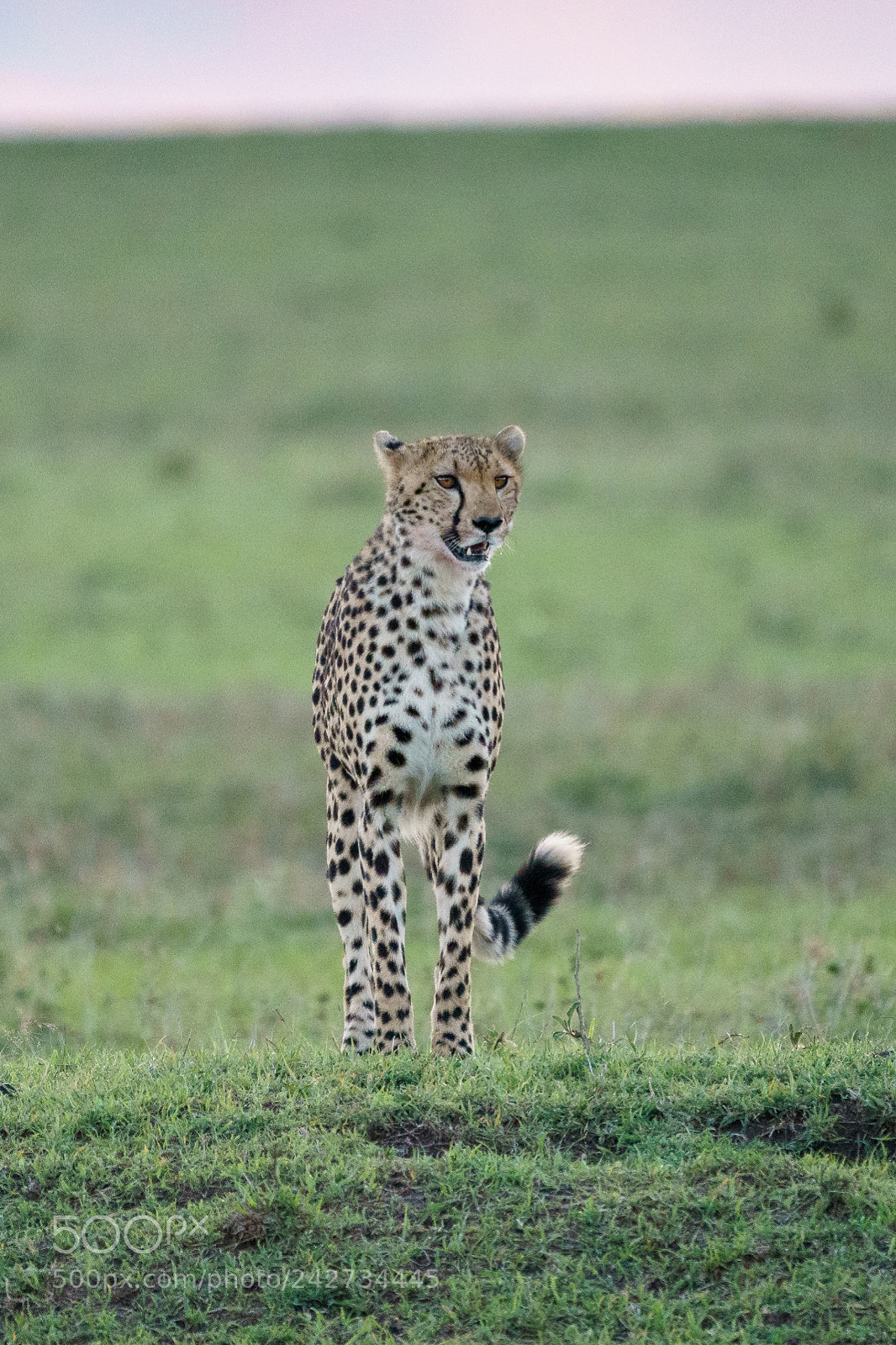 Sony a9 sample photo. A cheetah after the photography